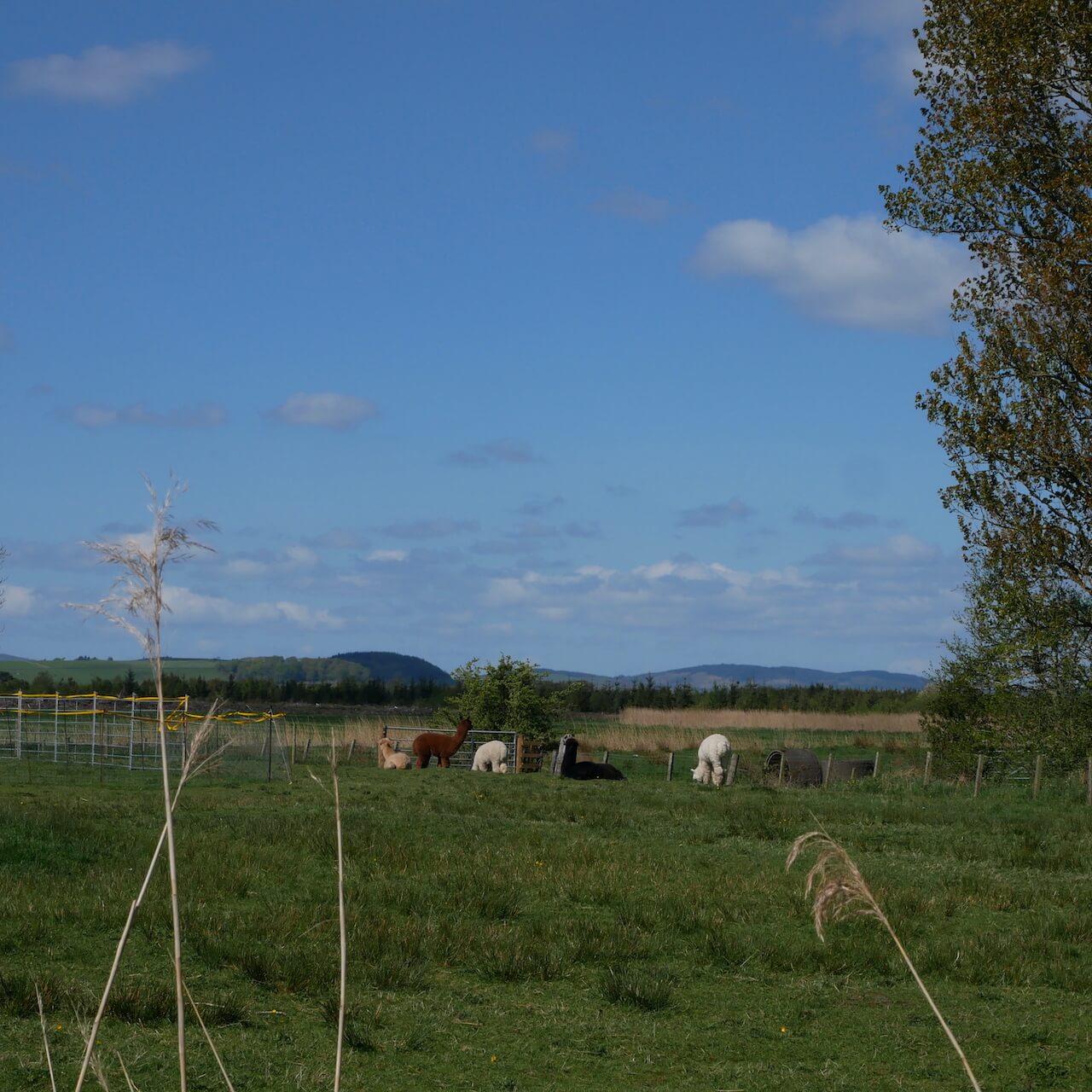 Alpacas