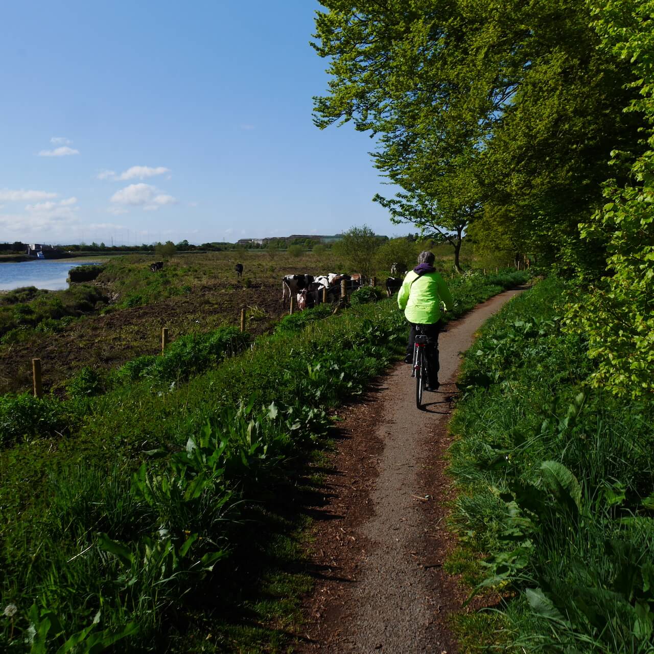 Cows along the cycle path - Annan