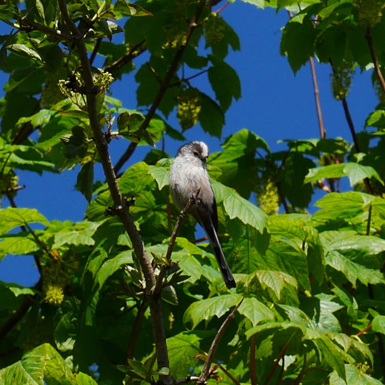 Long-tailed Tit