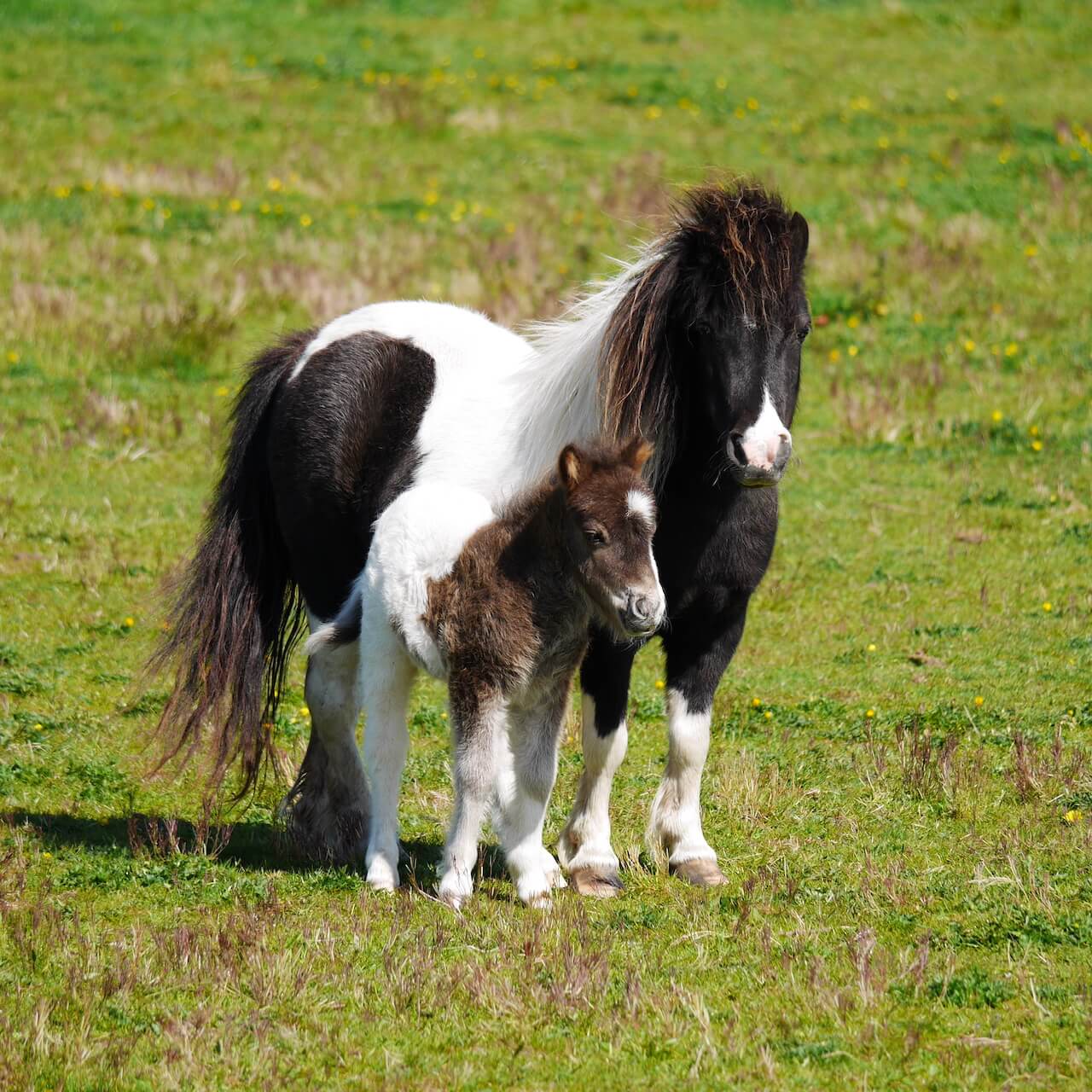 A mum and baby Shetland Pony near the village of Ruthwell, Scotland