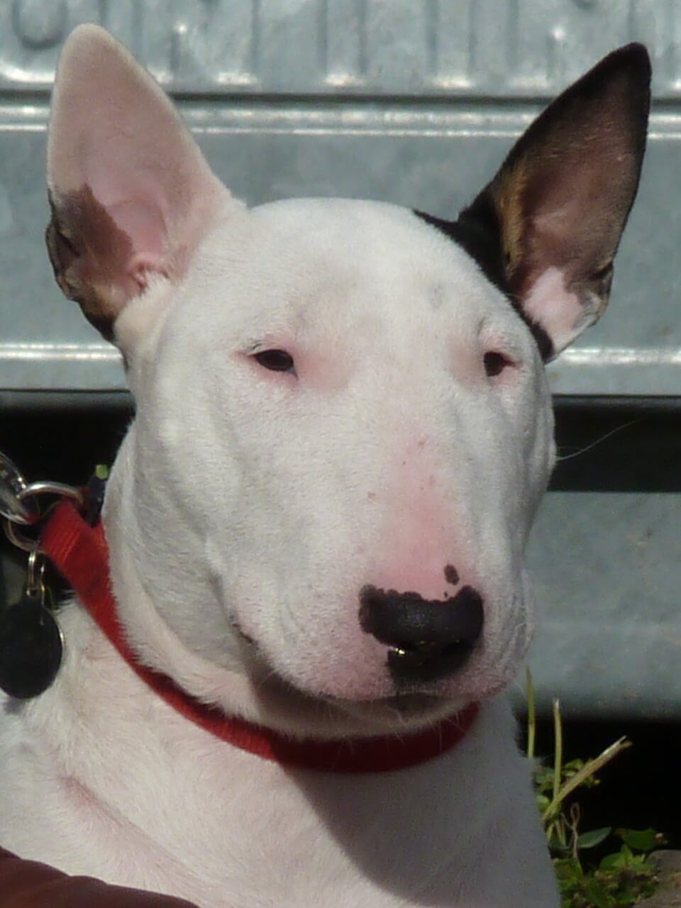 Bull terrier dog relaxing in Applecross