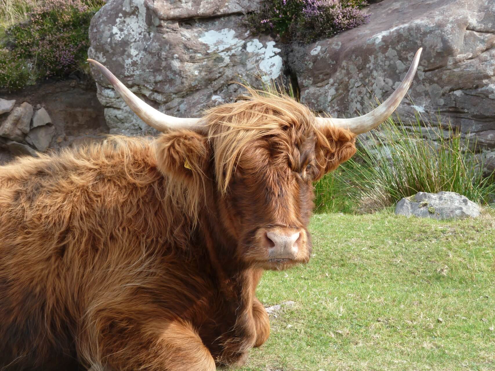 Highland Cow near Fearnmore, Applecross Peninsula