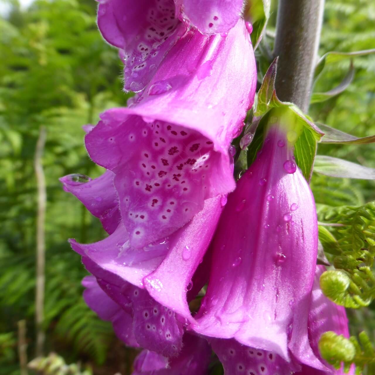 Foxgloves, Isle of Arran
