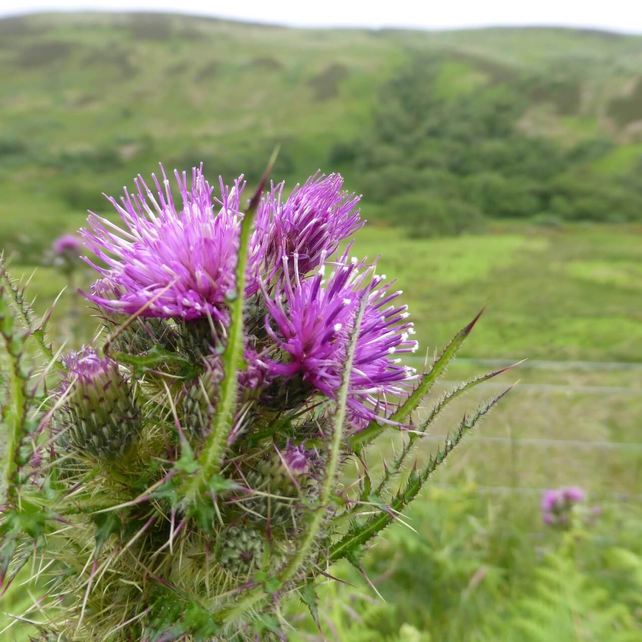 Thistle, Isle of Arran