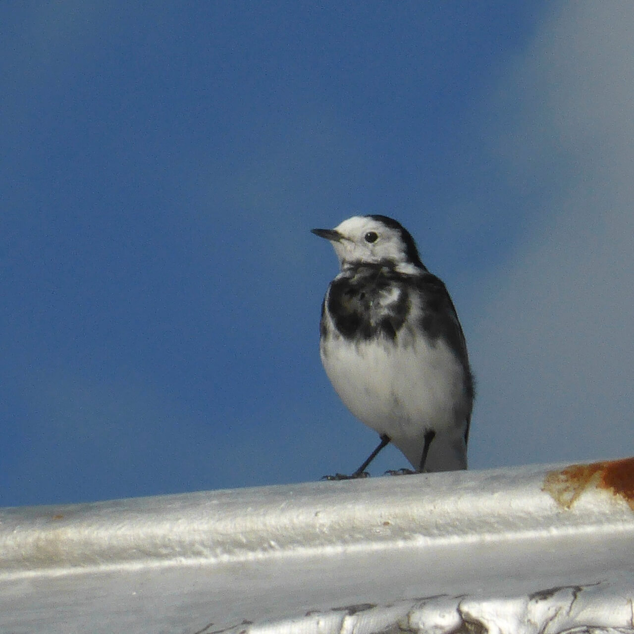 Wagtail bird pirched on a shed roof in Polbain
