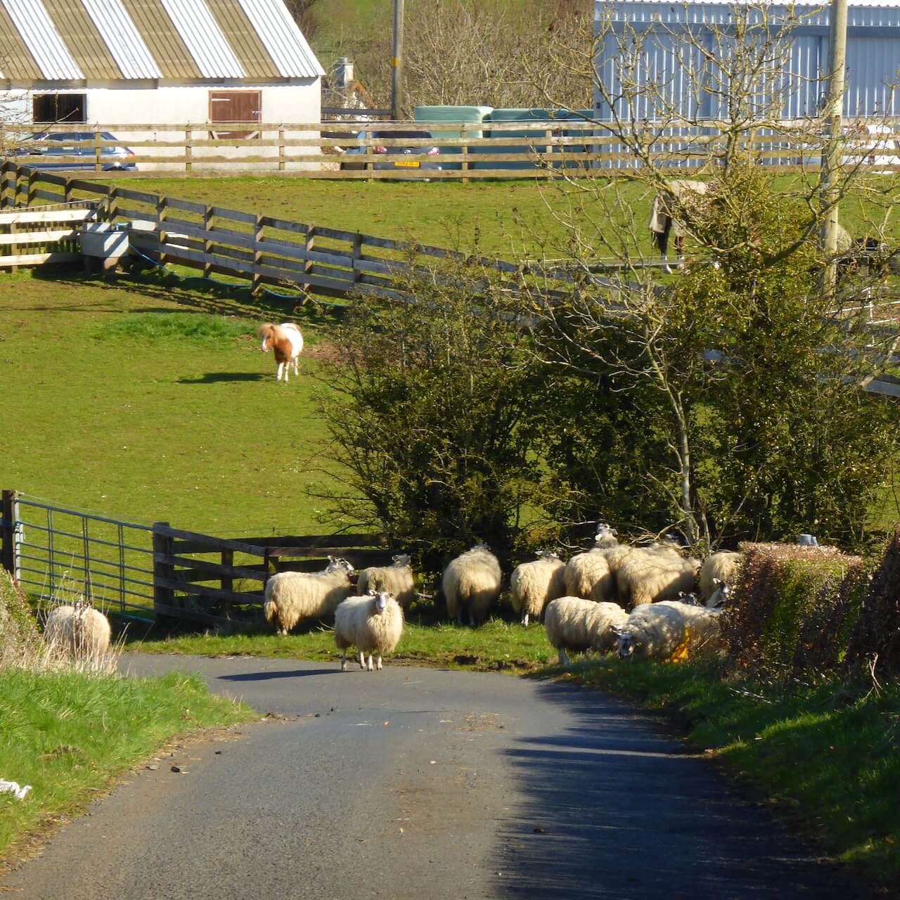 Sheep in the road