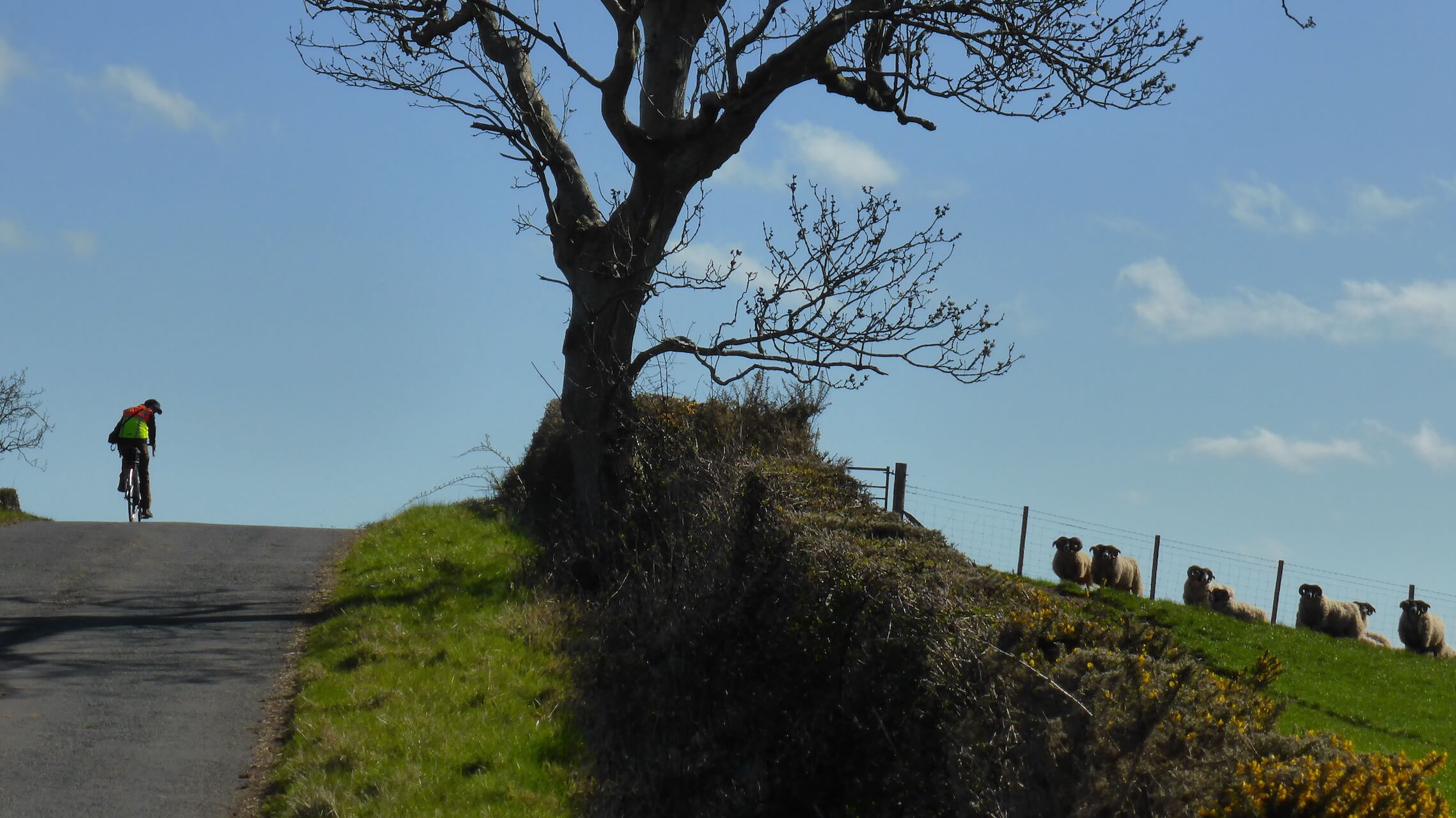 Sheep on a hill summit