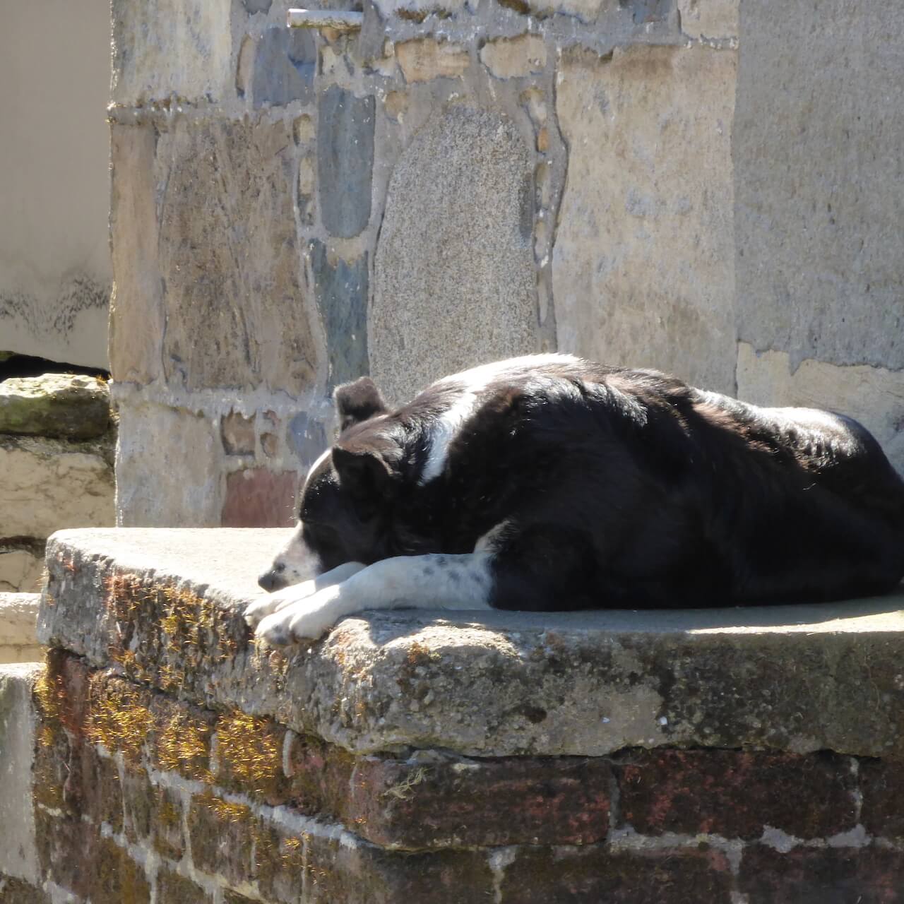 Sleeping dog near Dalvennan