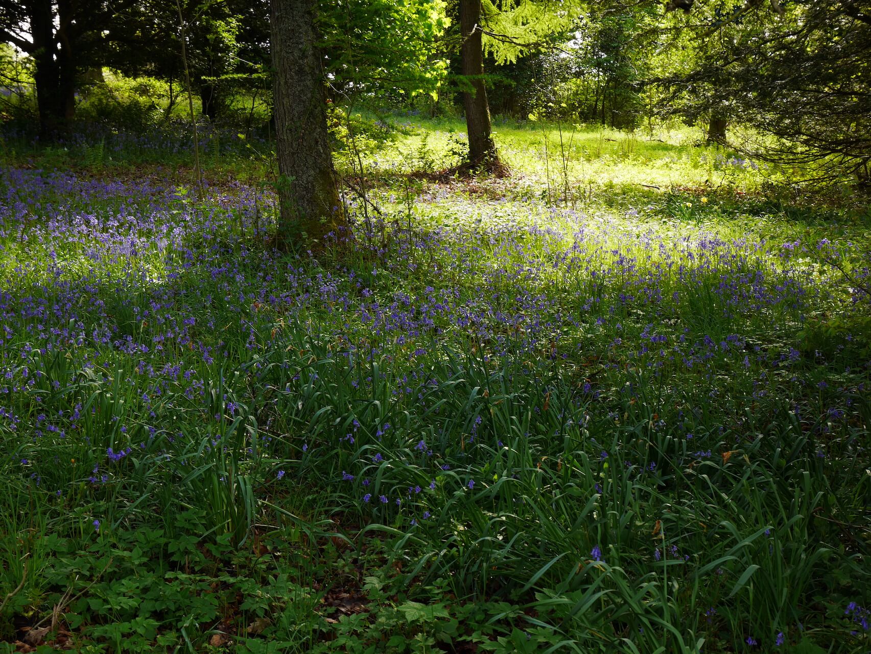 Balloch Country Park Bluebells