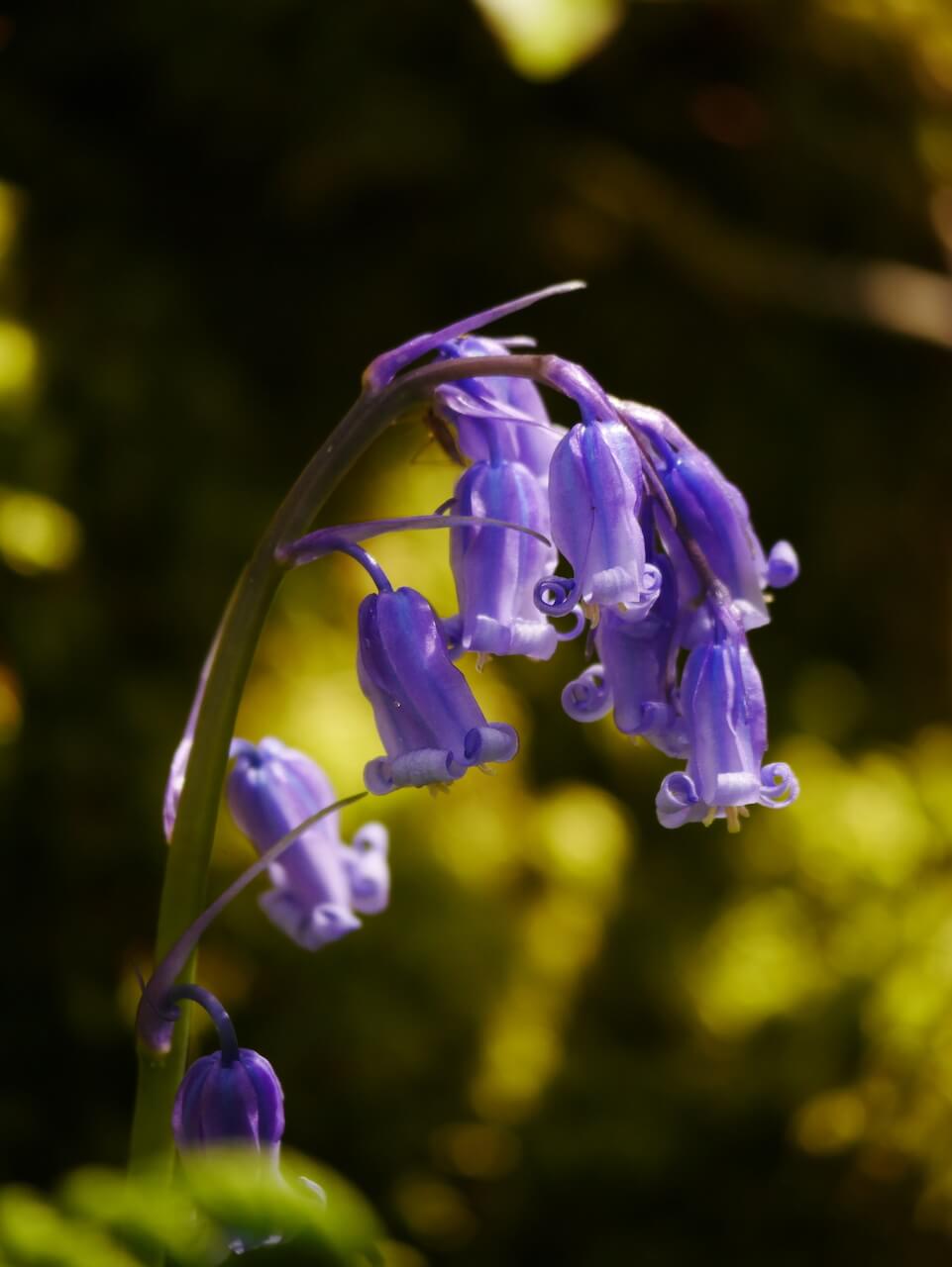 Bluebells at Ross Priory