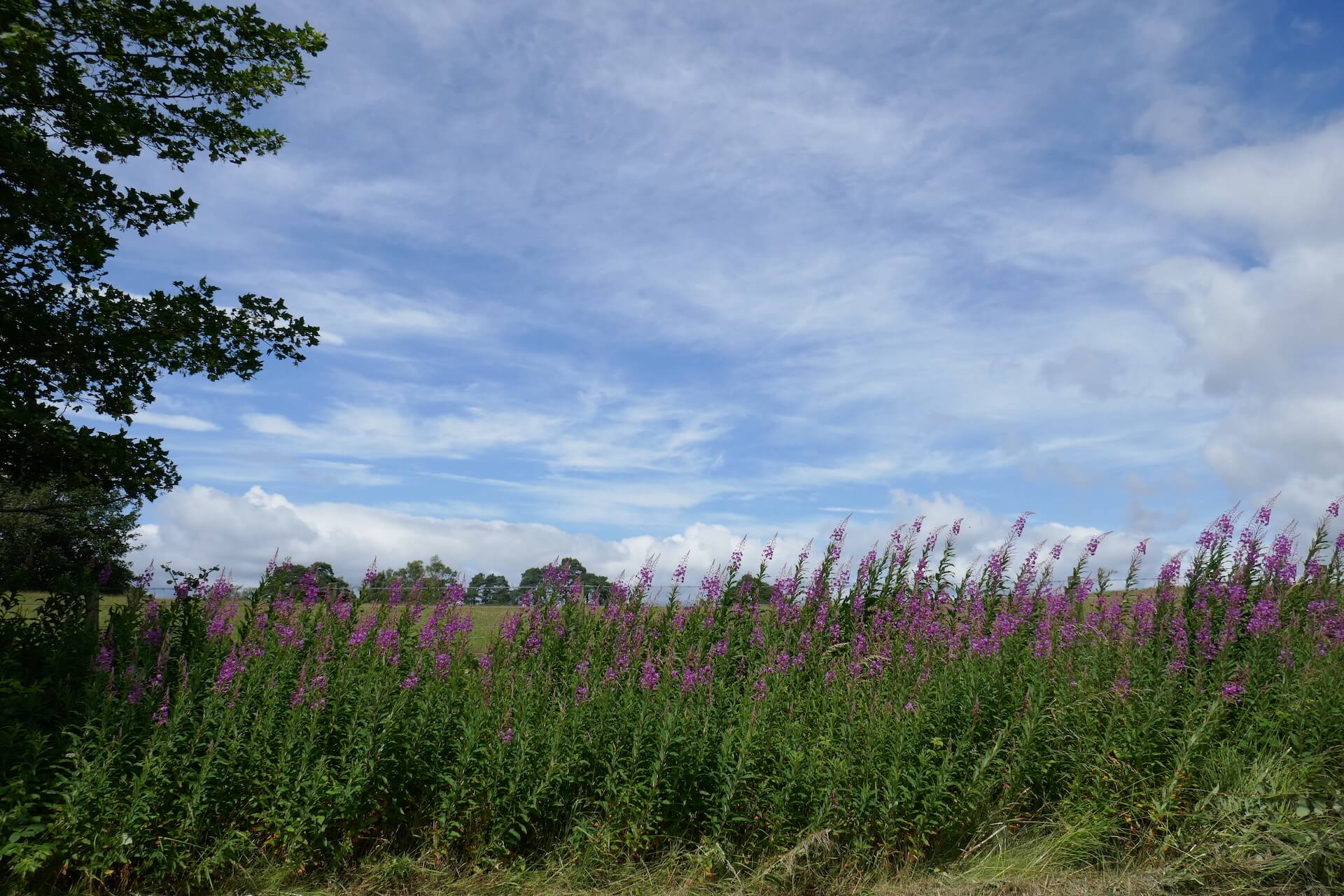 Rosebay Willowherb along Old Greenock Road