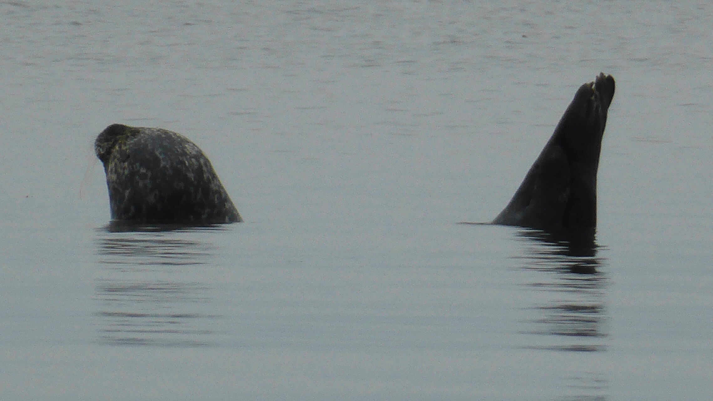 A seal's head and tail sticking out of the water