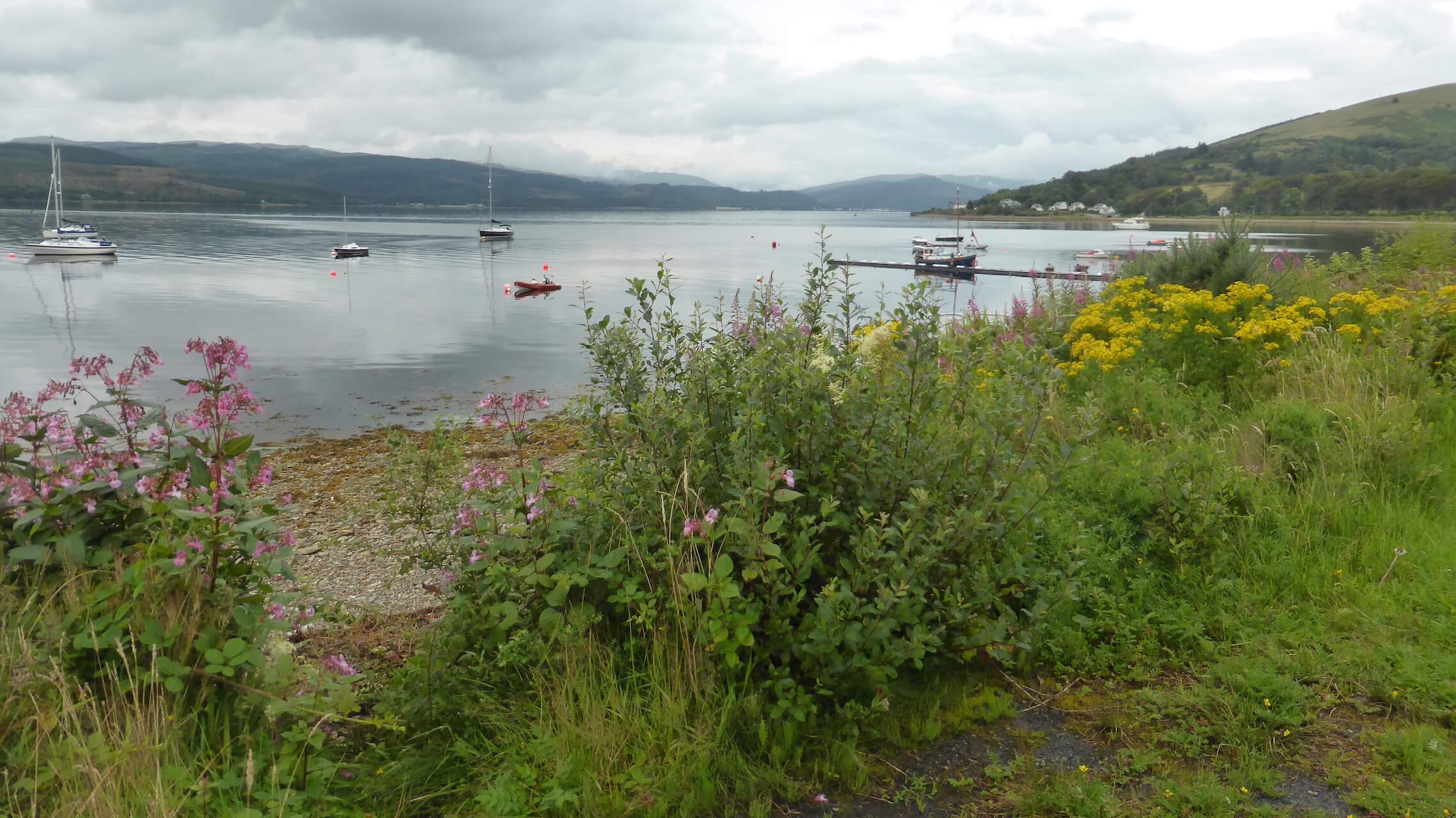 Wildflowers on the shore of Loch Fyne