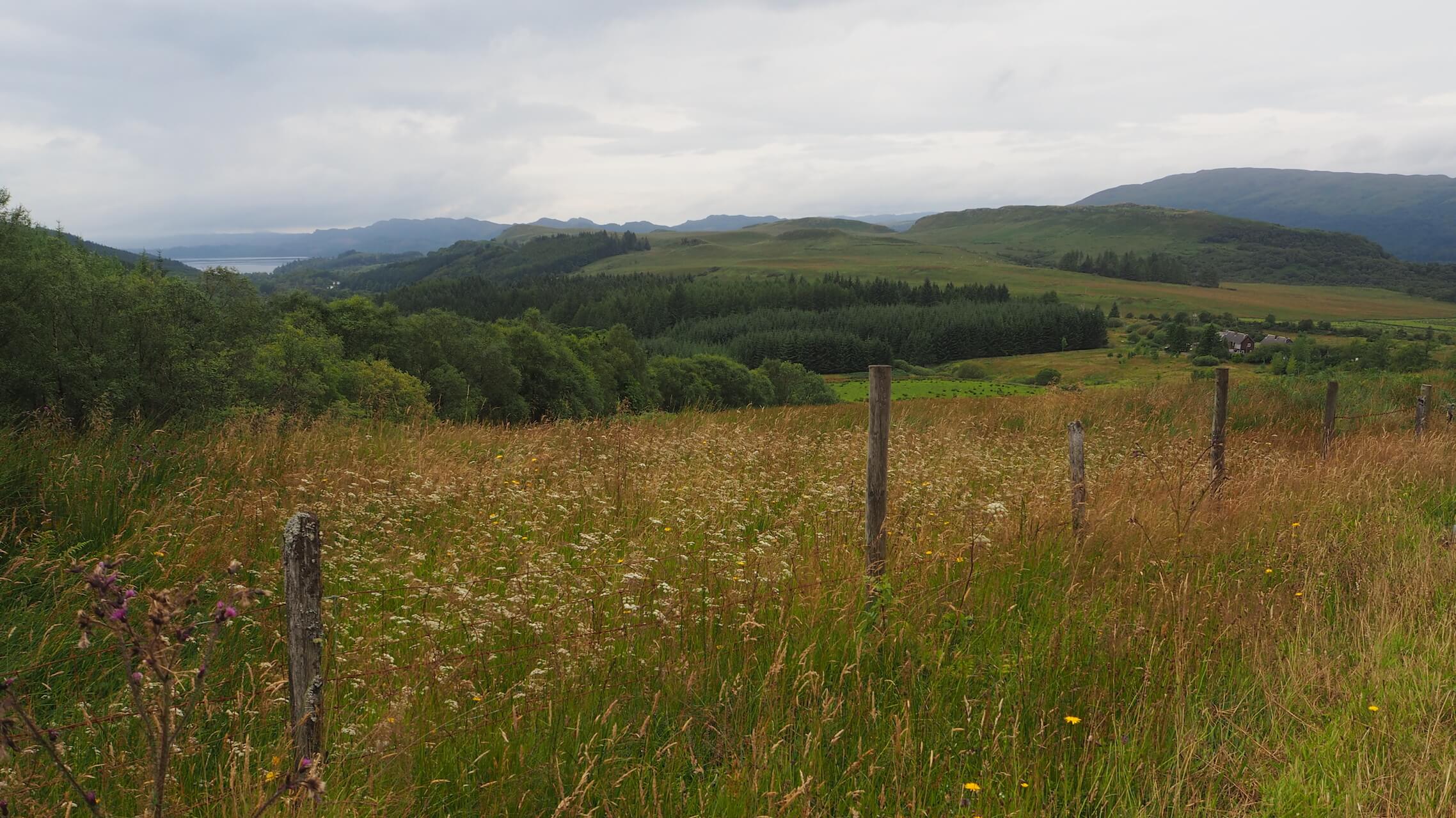 Wildflowers along the A886 on the Cowal Peninsula