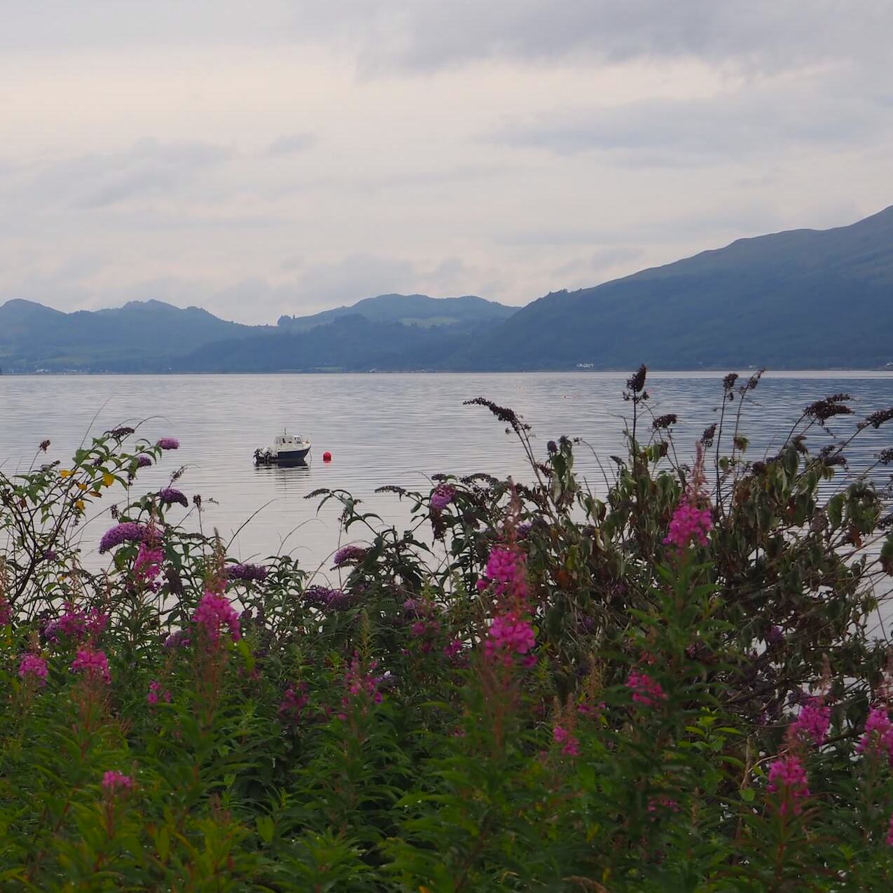 Buddleja and rosebay willowherb flowers along Loch Fyne with moored small fishing boat