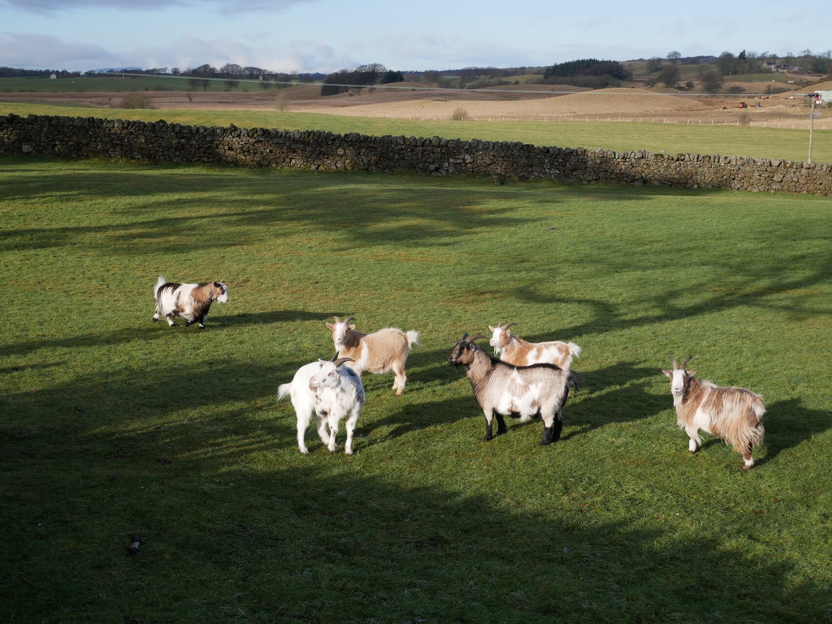 Goats near the town centre of Avonbridge