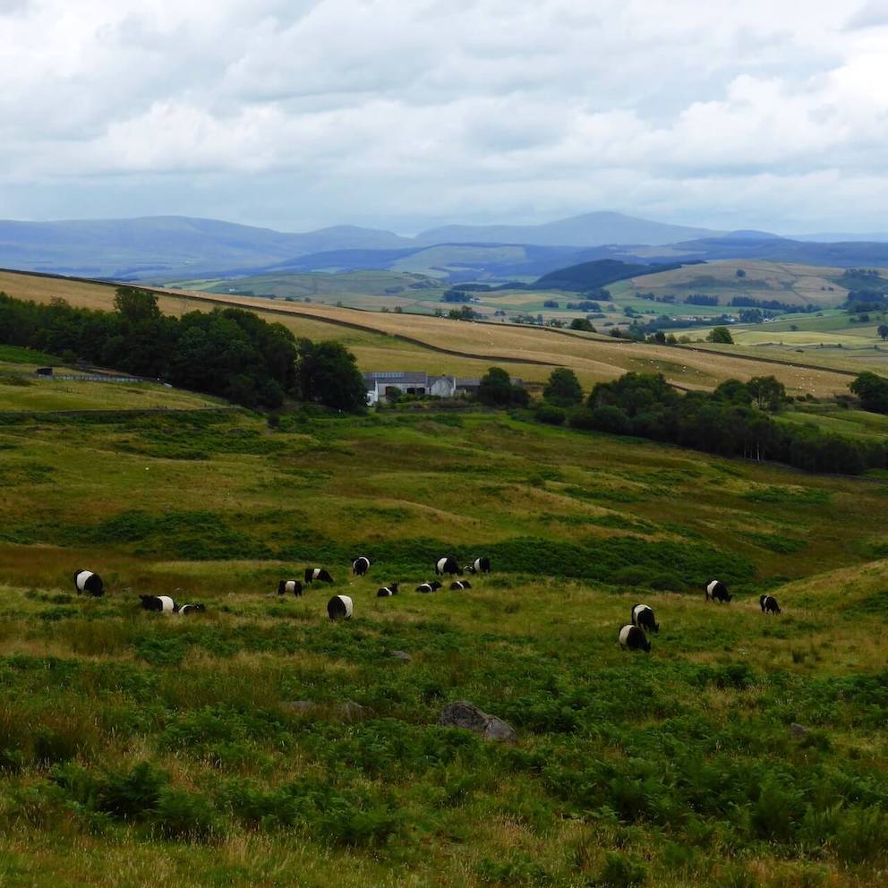 Belted Galloway cows in the countryside along the Glenkiln Loop in Dumfries and Galloway