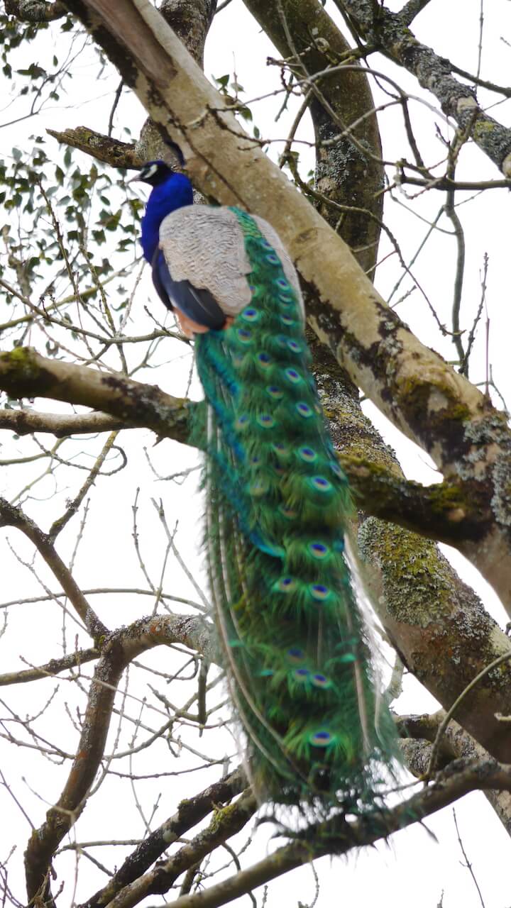 Peacock in Achamore Gardens, Isle of Gigha