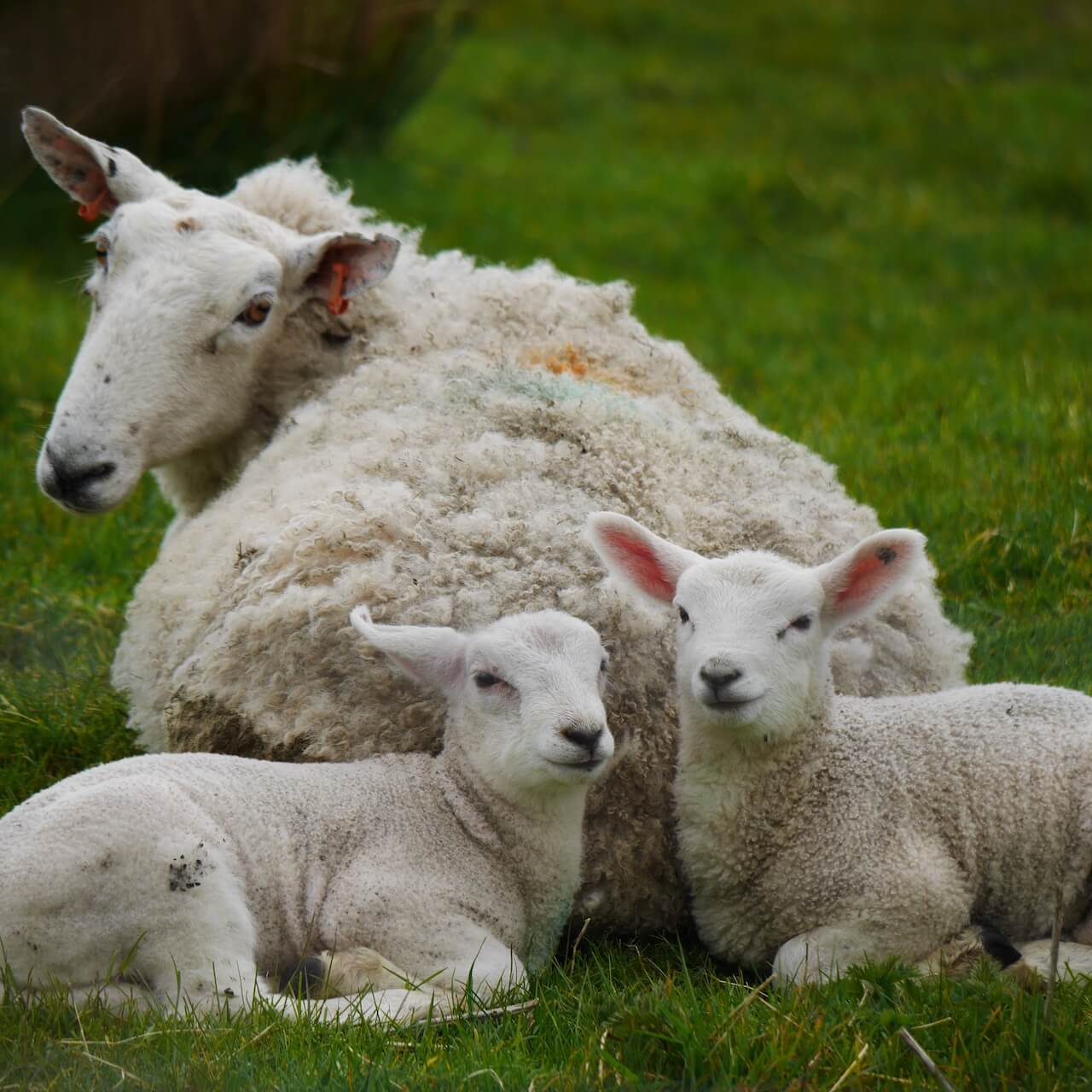 Sheep and two lambs, Isle of Gigha