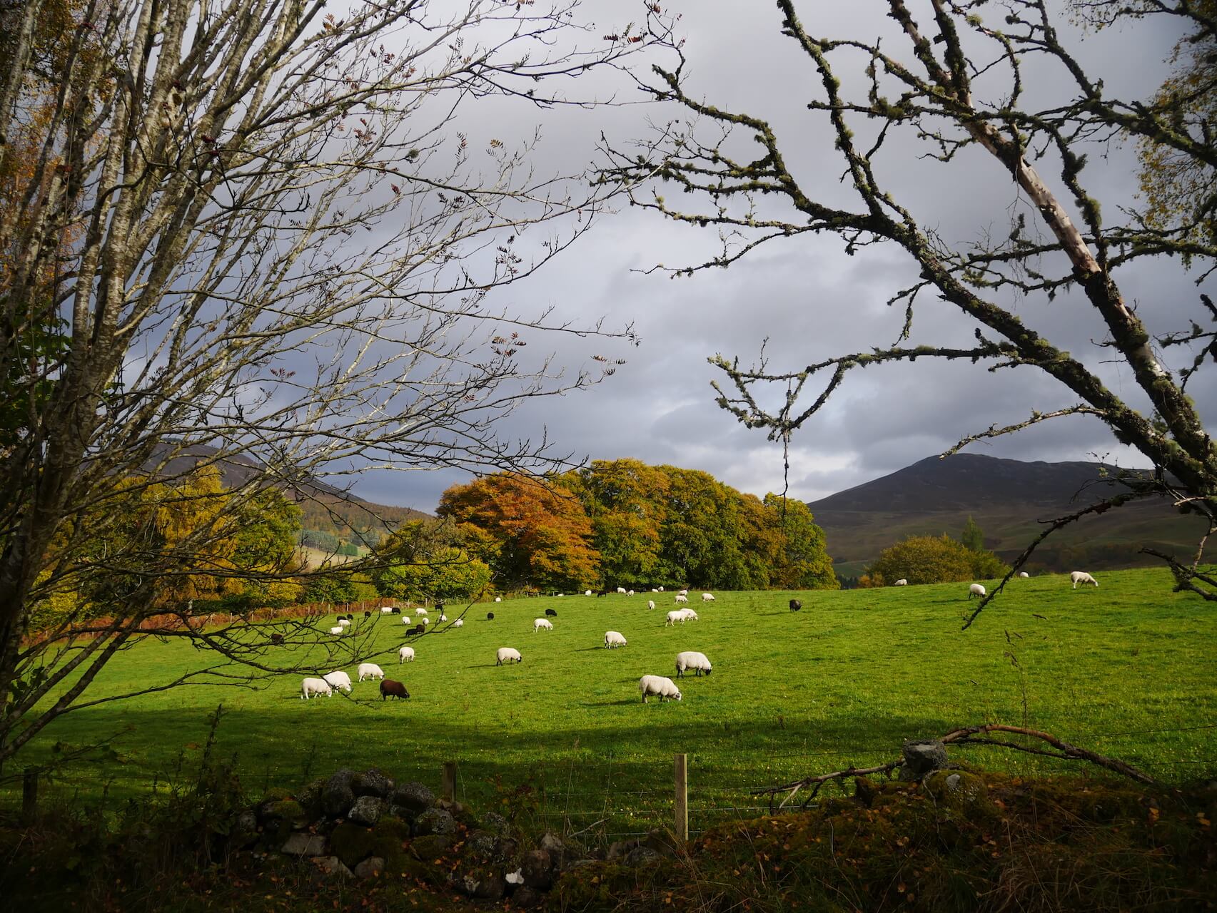 Sheep along Tenandry Road