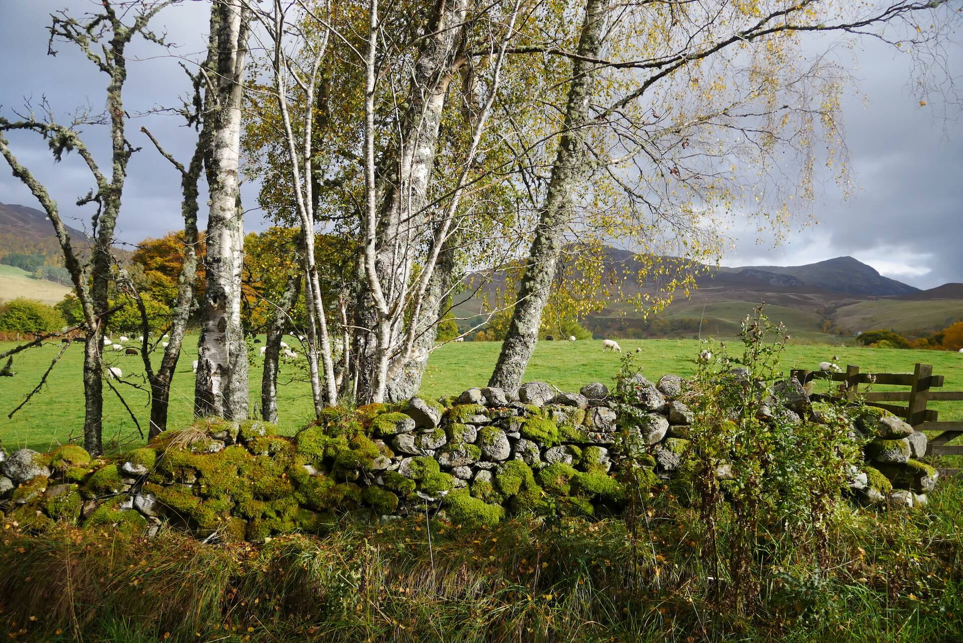 Birch Trees - Tenandry Road
