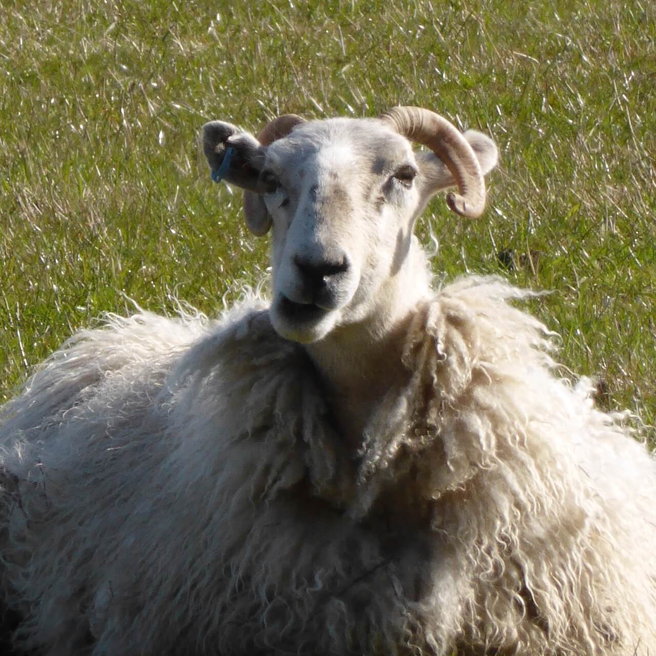 A ewe relaxes on the grass near Kirknewton