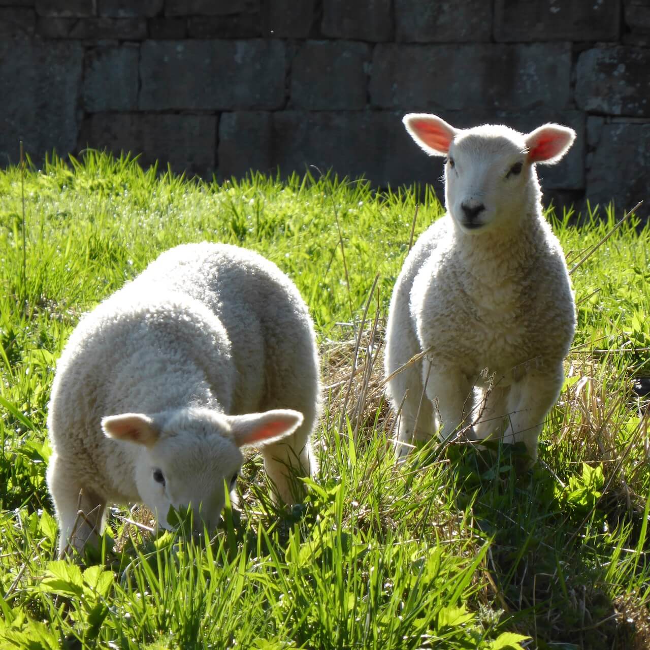 Young lambs on the loose in Kirknewton