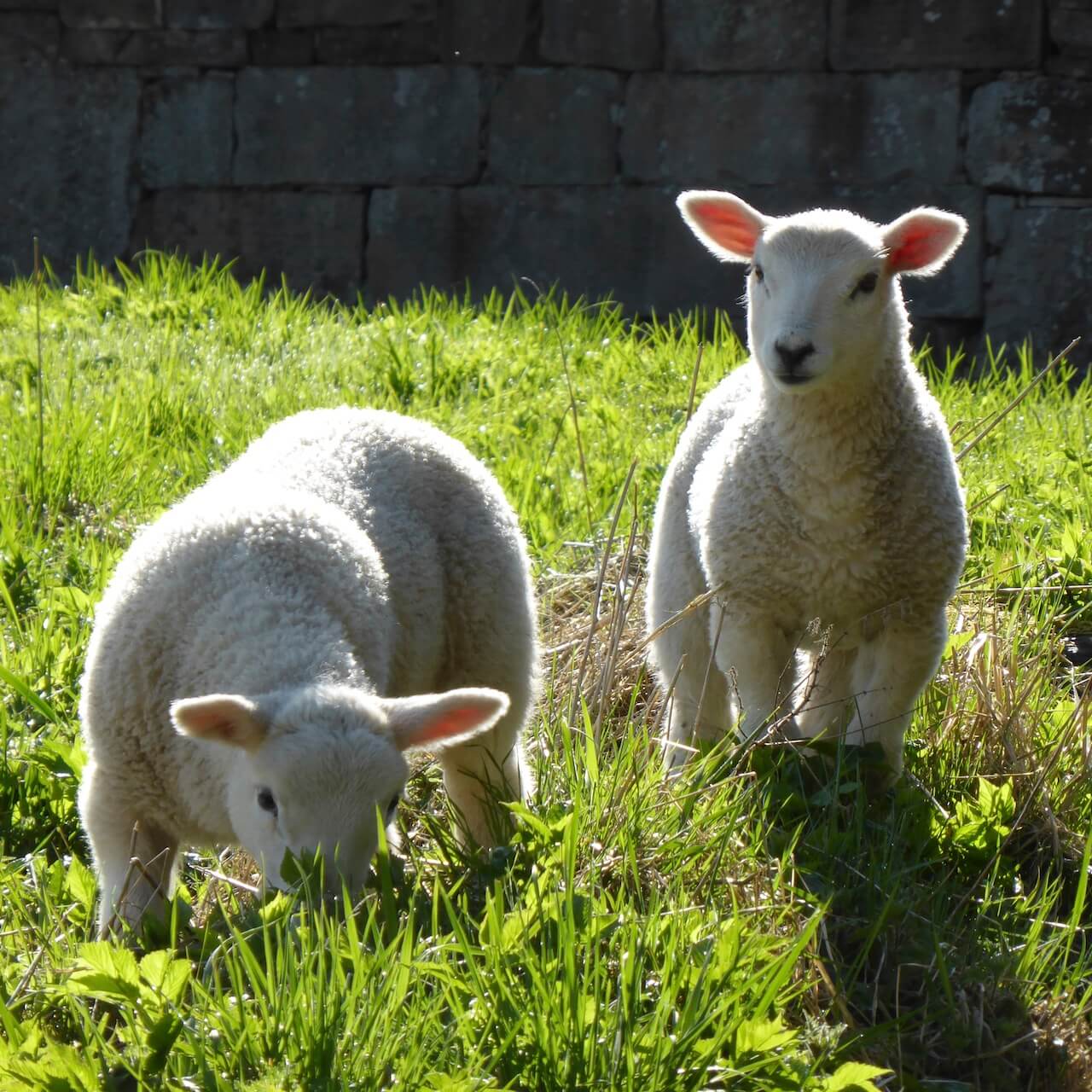 Young lambs on the loose in Kirknewton
