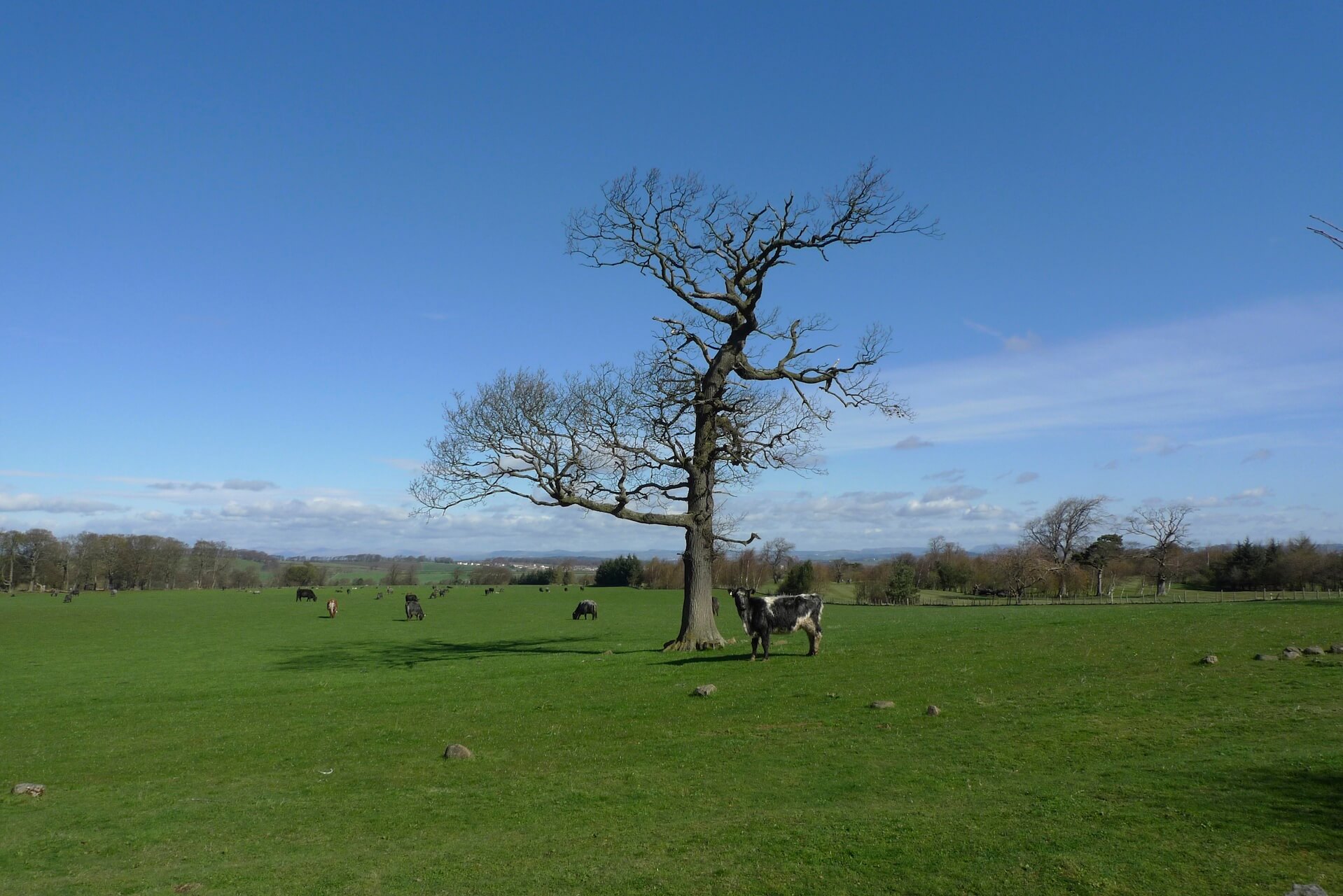 A cow stands near a big old tree near Kirknewton