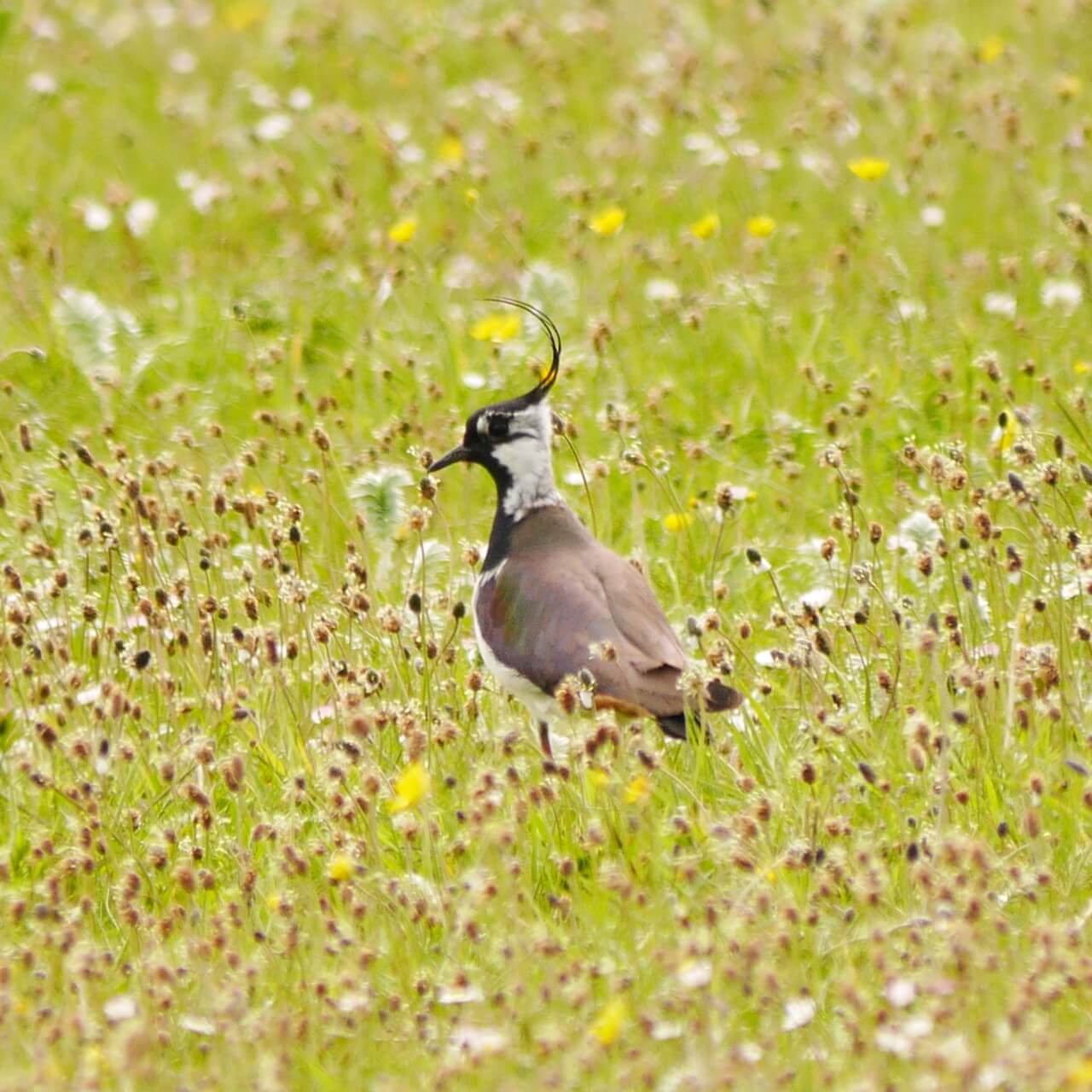 Lapwing in the machair, South Uist