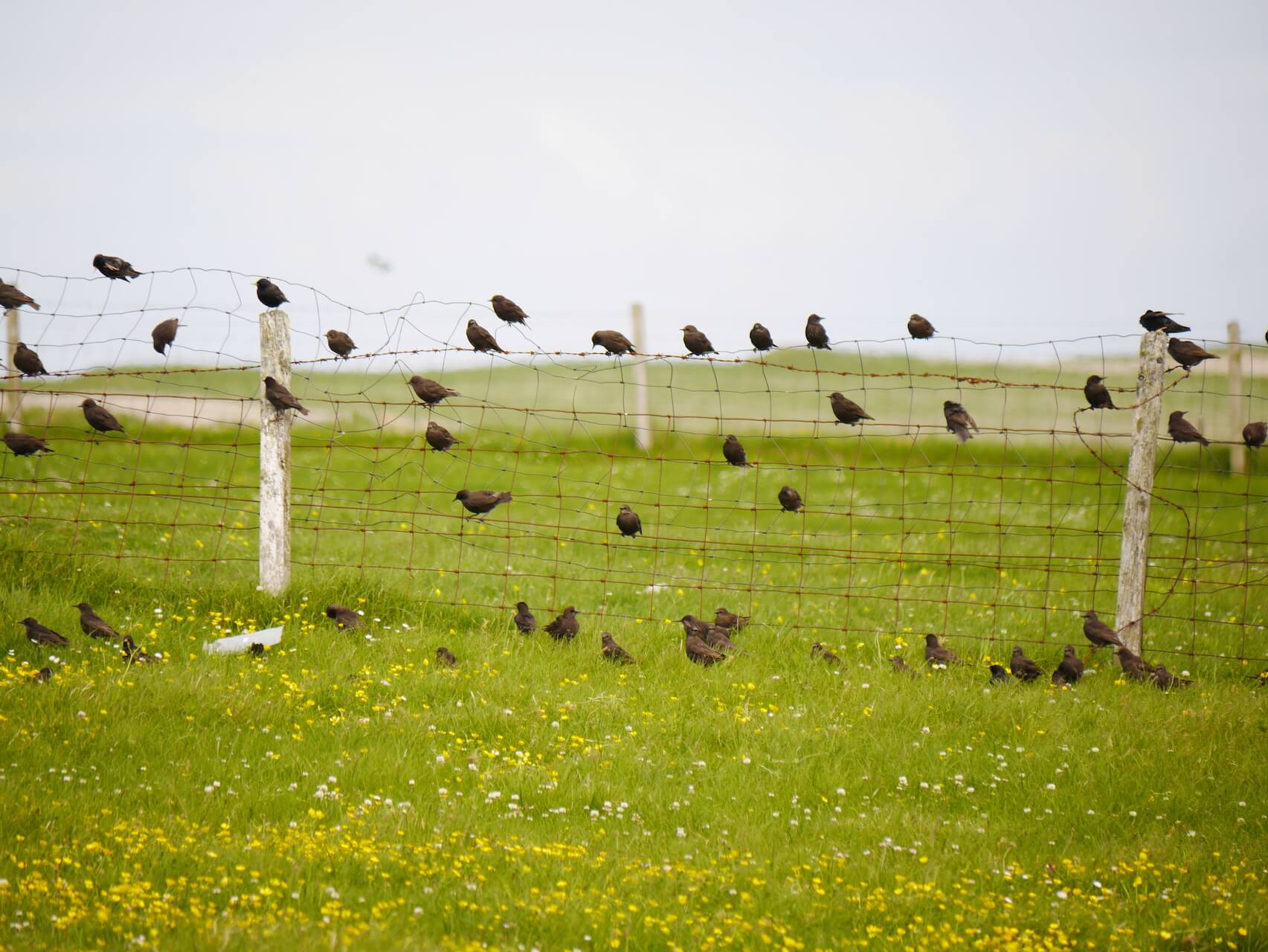 Birds on a fence, South Uist