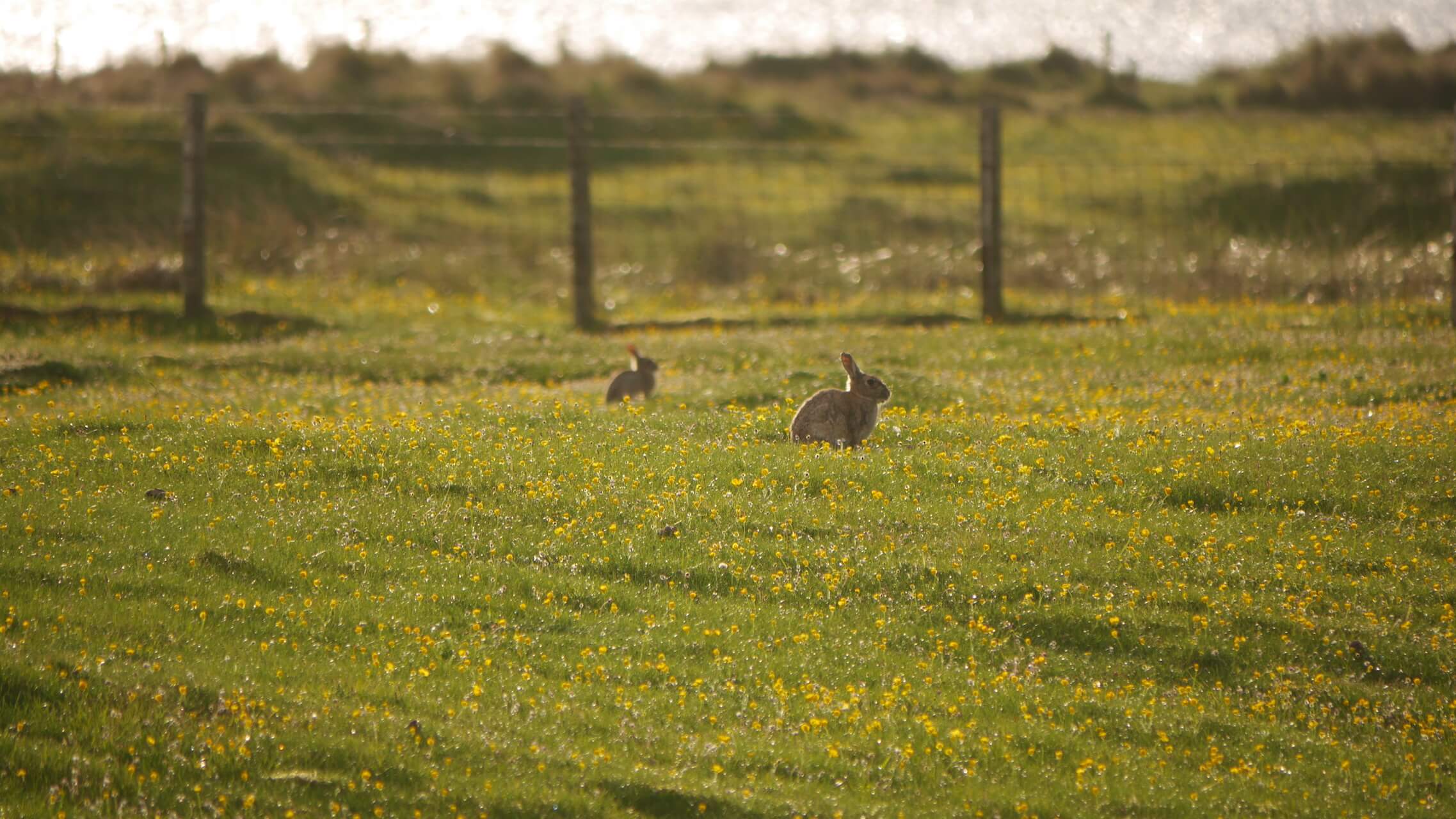 Rabbits in the machair, South Uist
