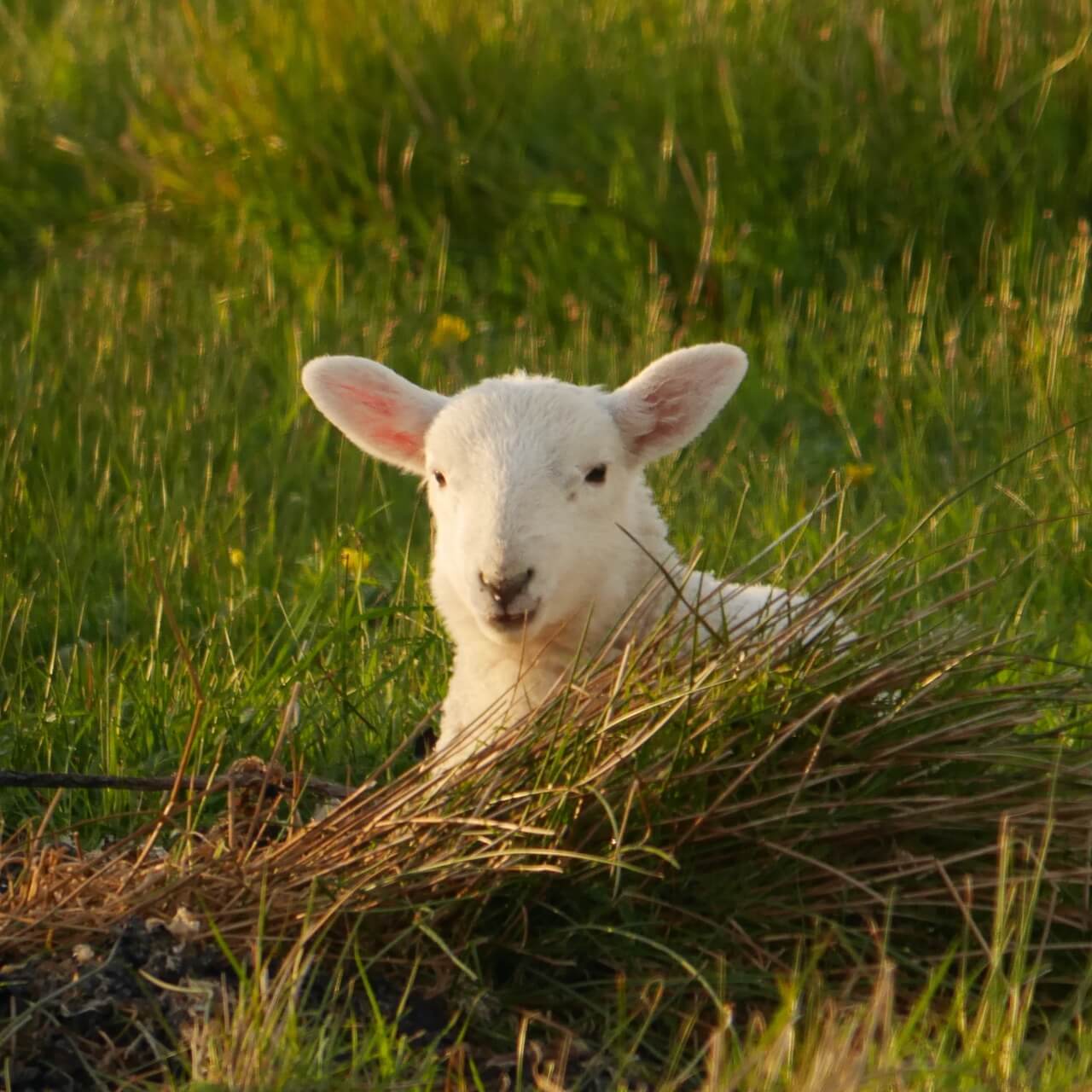 Lamb lying down in the grass, South Uist