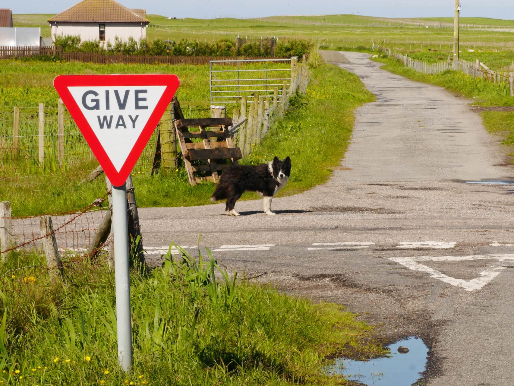 Border Collie at a crossroad, South Uist