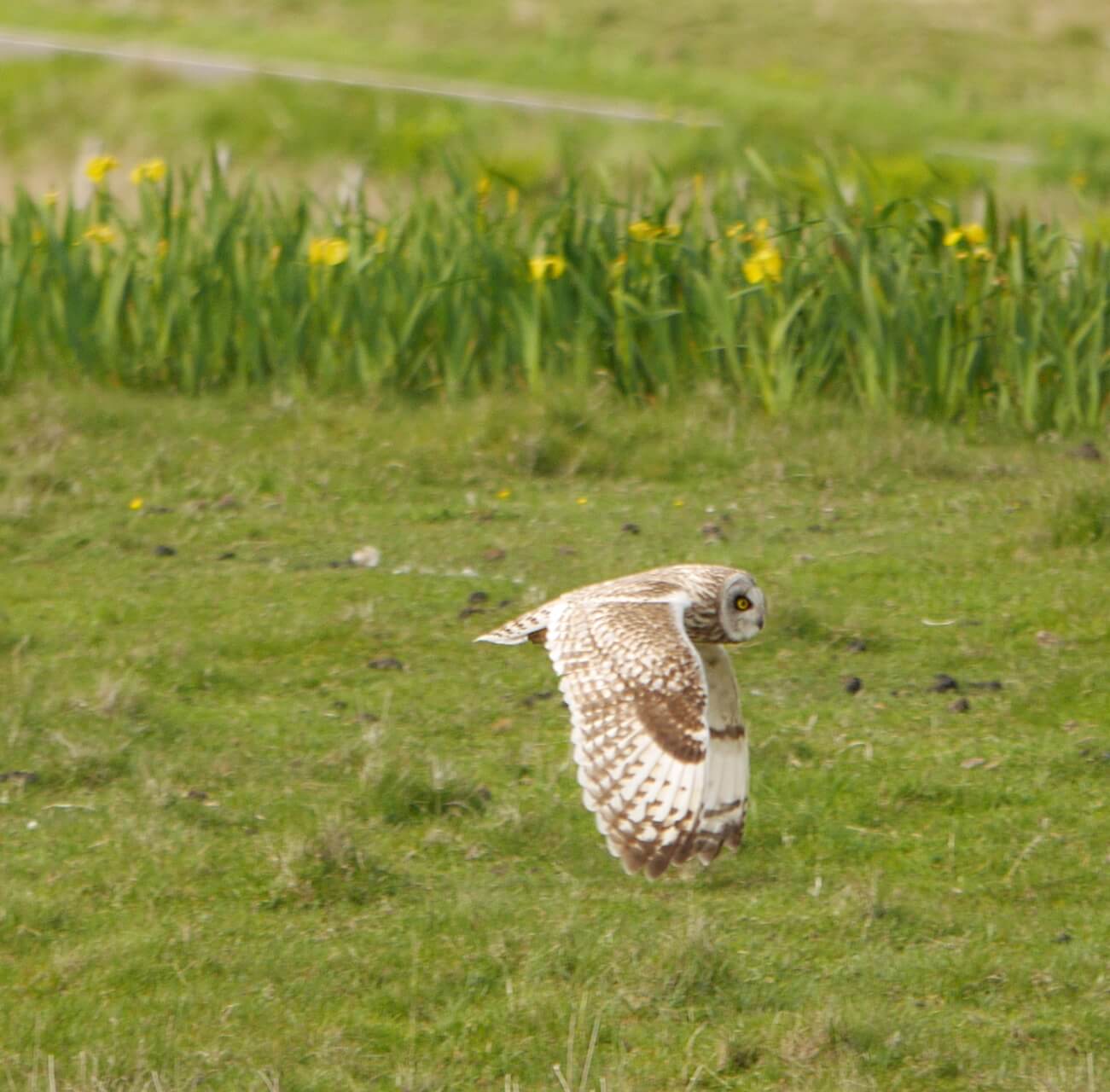 Short-eared owl flying above a field in South Uist