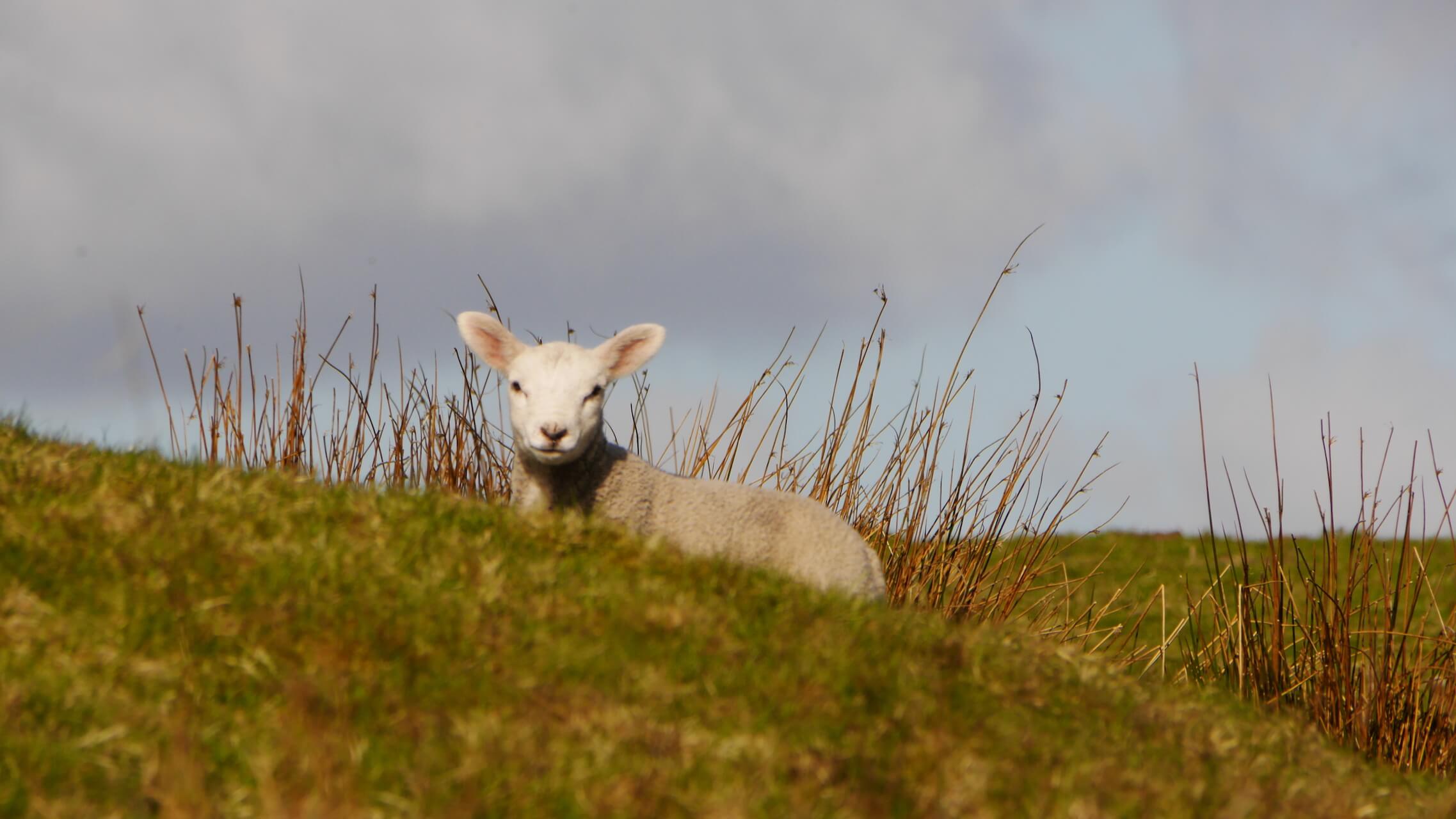 Lamb along the B740
