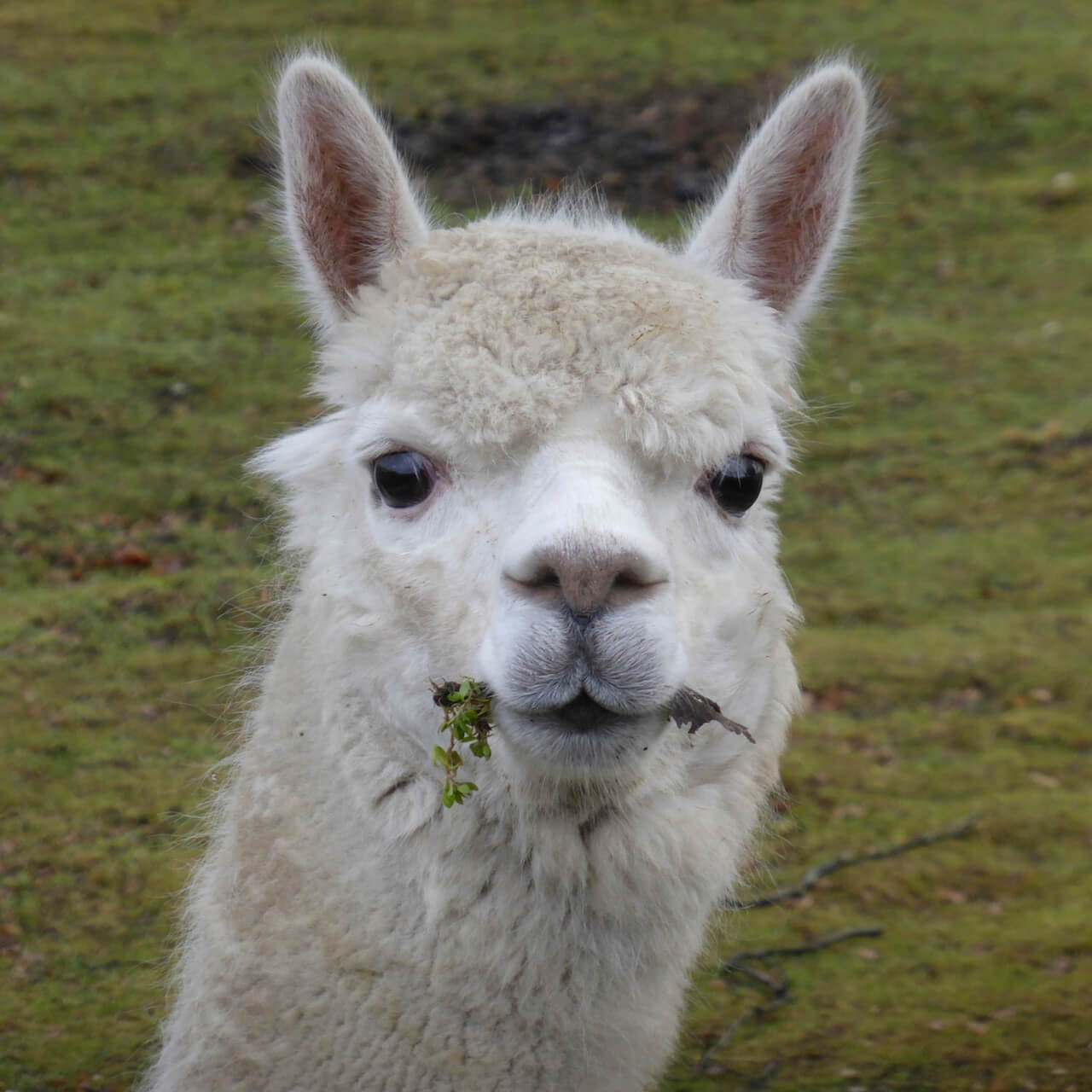 Alpaca