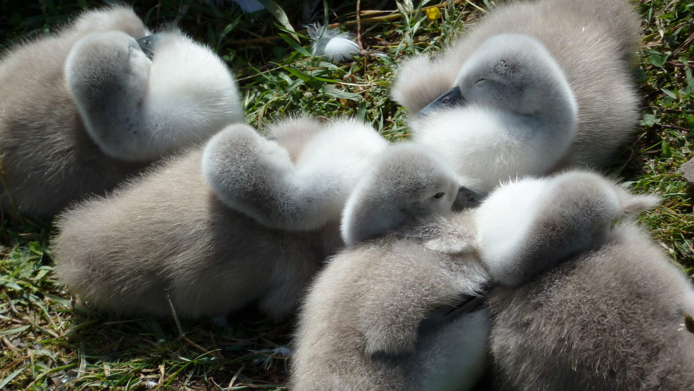 Sleepy Swans
