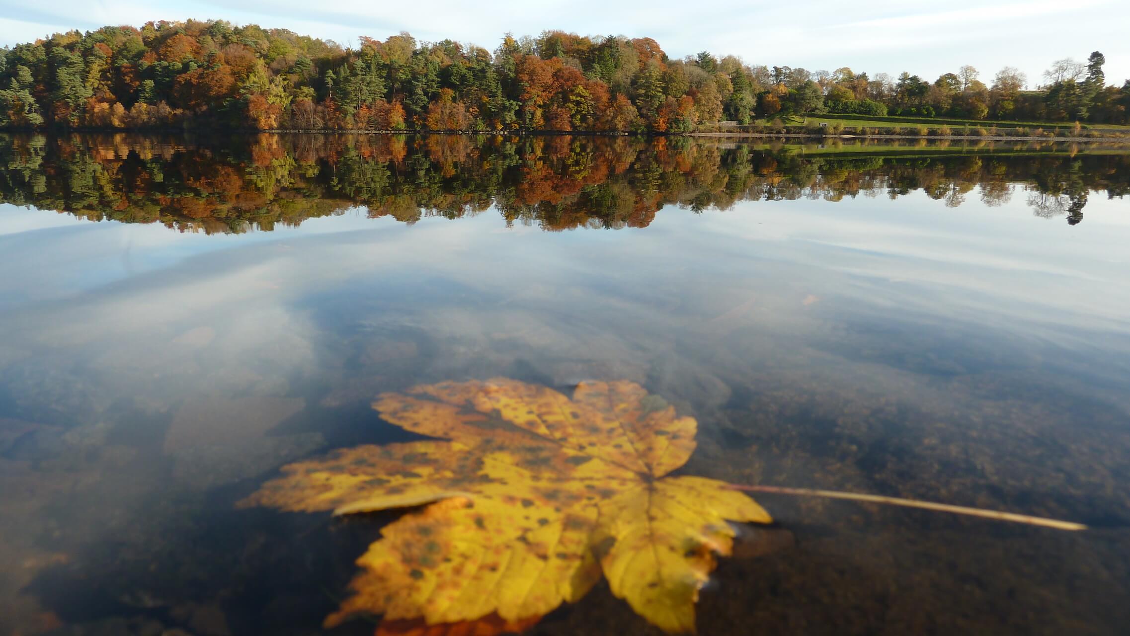 Autumn Leaf in the Mugdock Reservoir