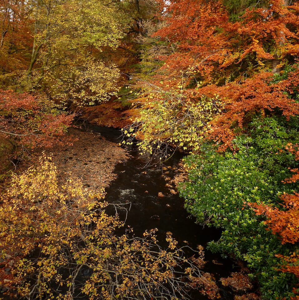 Autumn Leaves along the Strathkelvin Railway Path