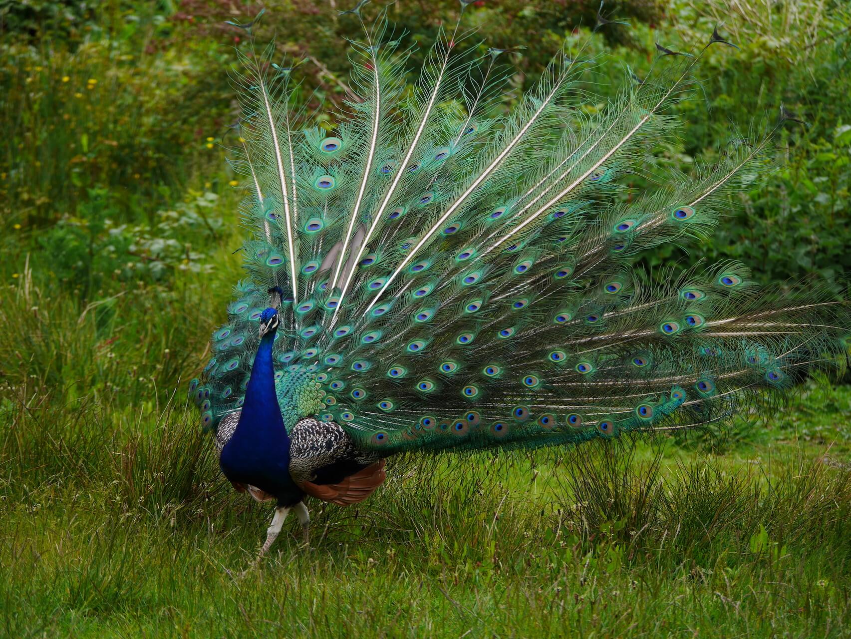 Peacock showing off feathers, Isle of Arran