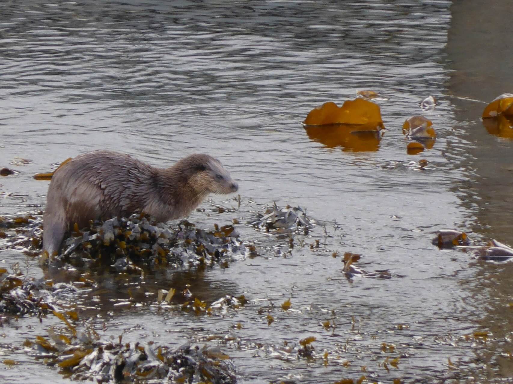 An otter in Craignure Harbour, Isle of Mull.