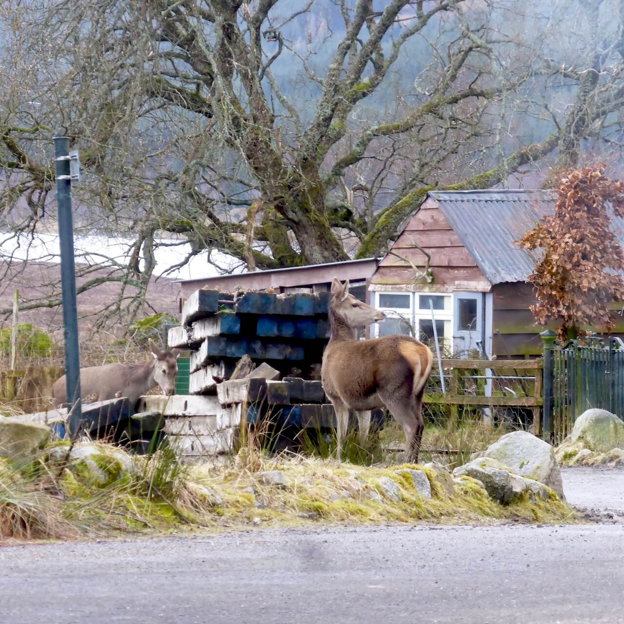 Red deer near a house in Rannoch Station