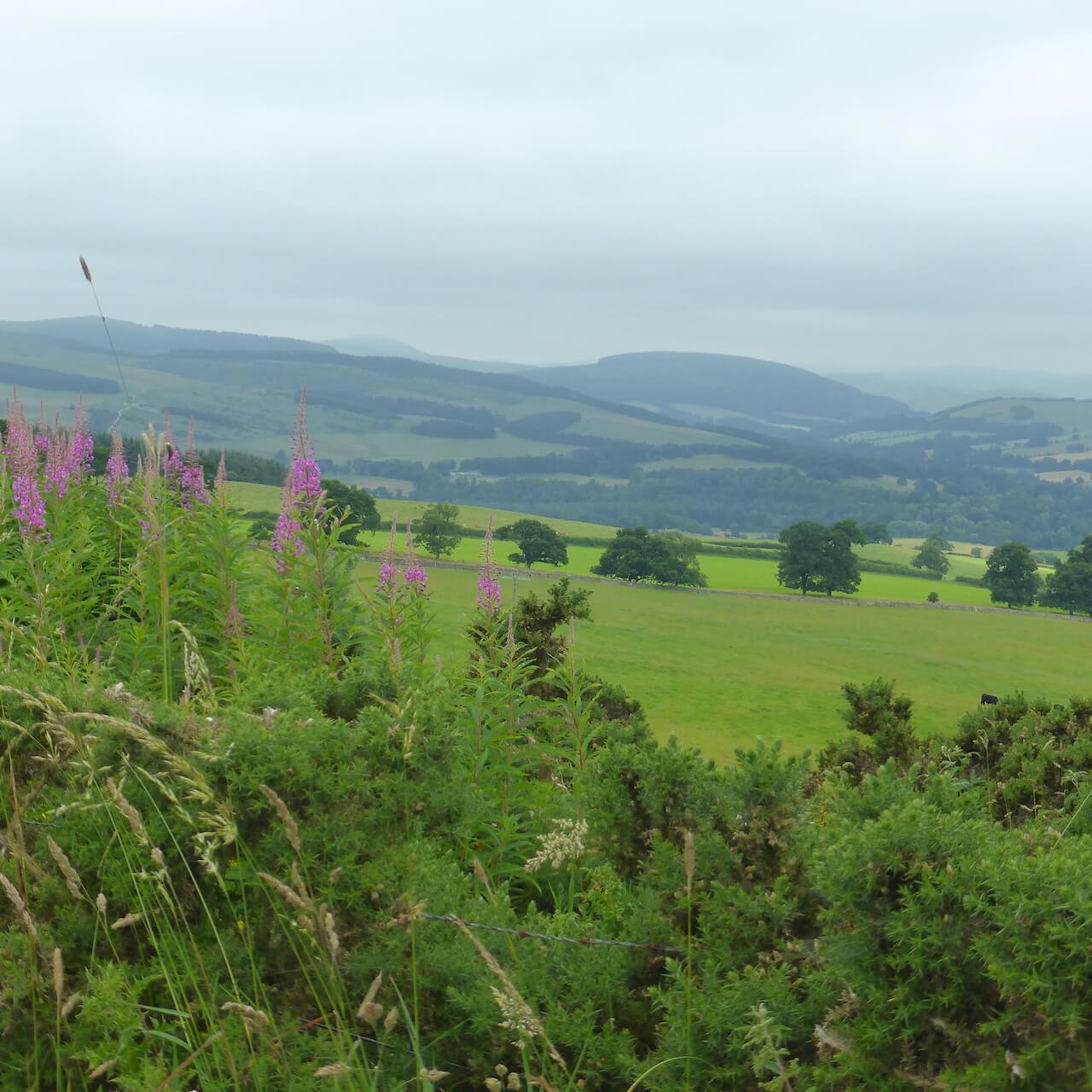 Rosebay Willowherb