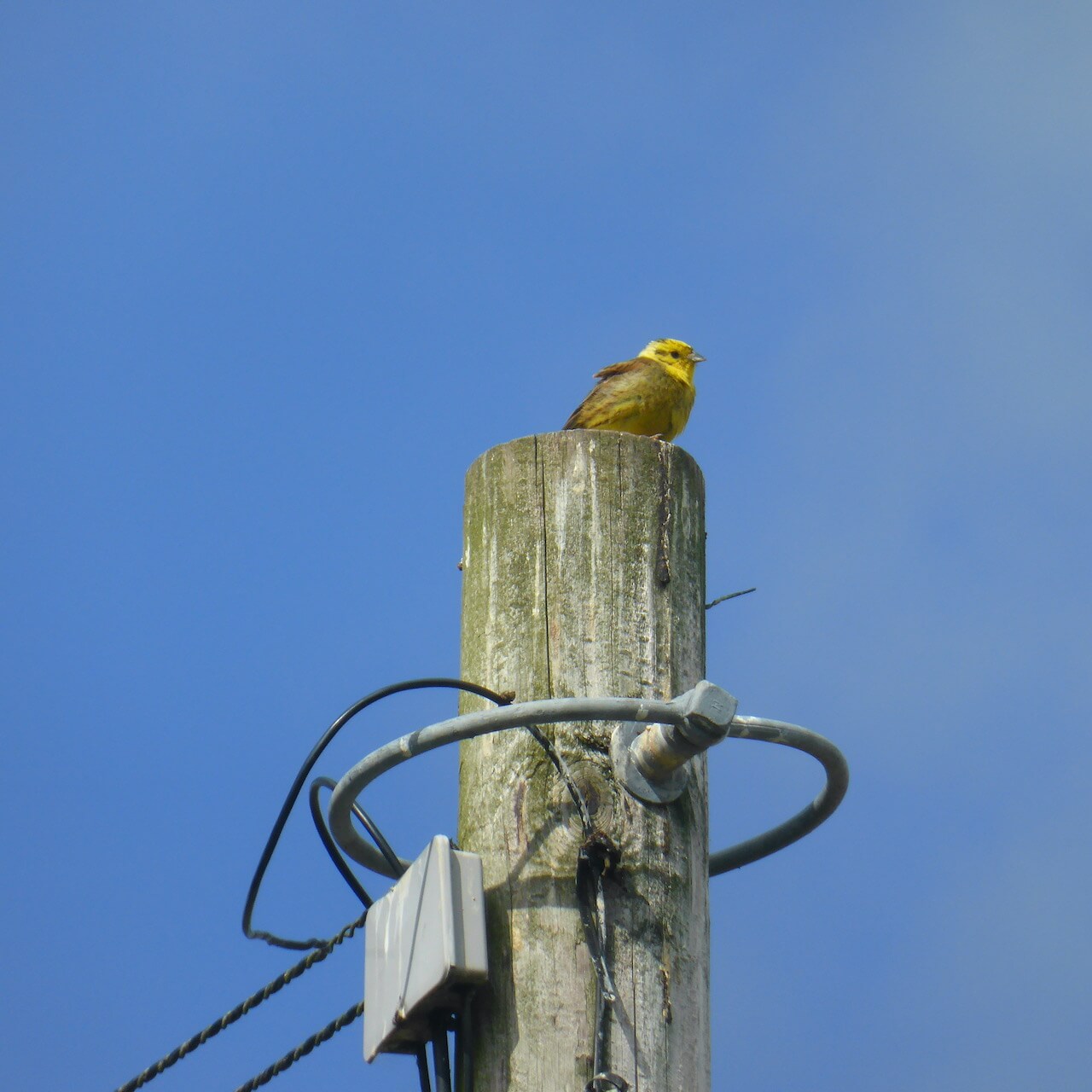 Yellowhammer