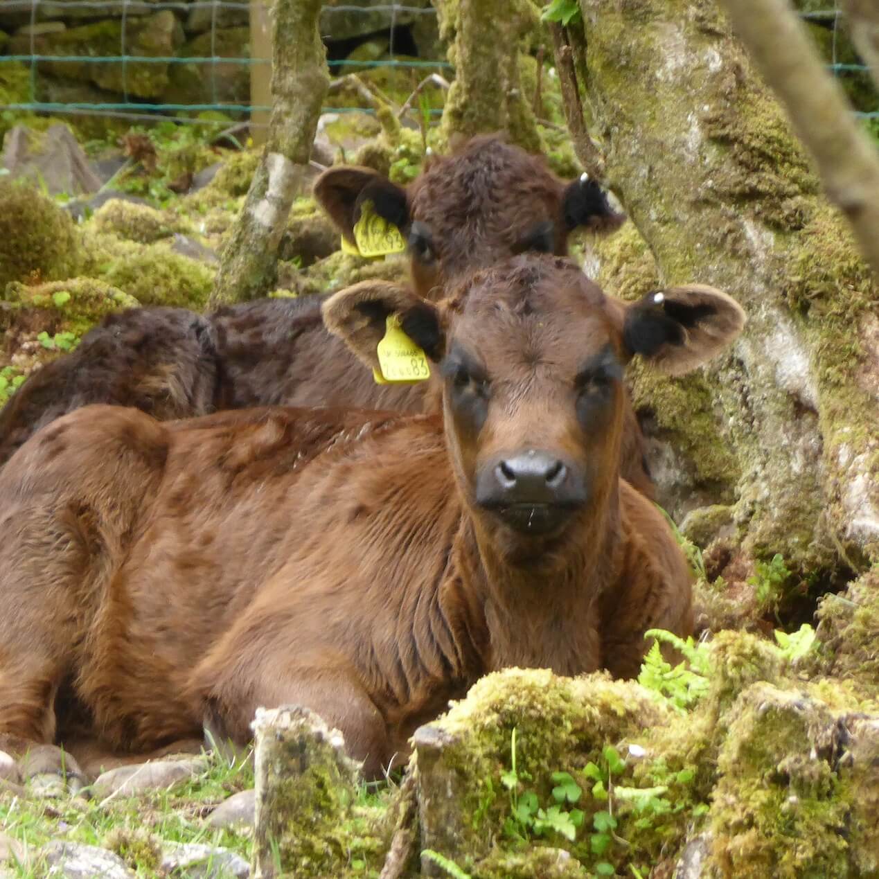 Cows relax in a woodland near Tokavaig, Sleat Peninsula, Skye