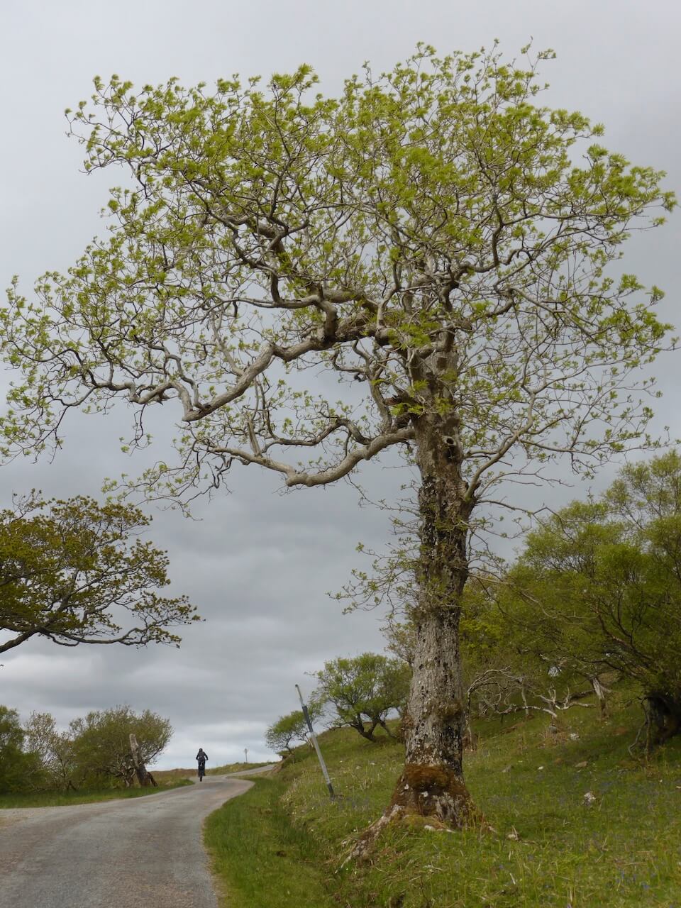 Cyclist on single track road near Ord, Sleat Peninsula, Skye