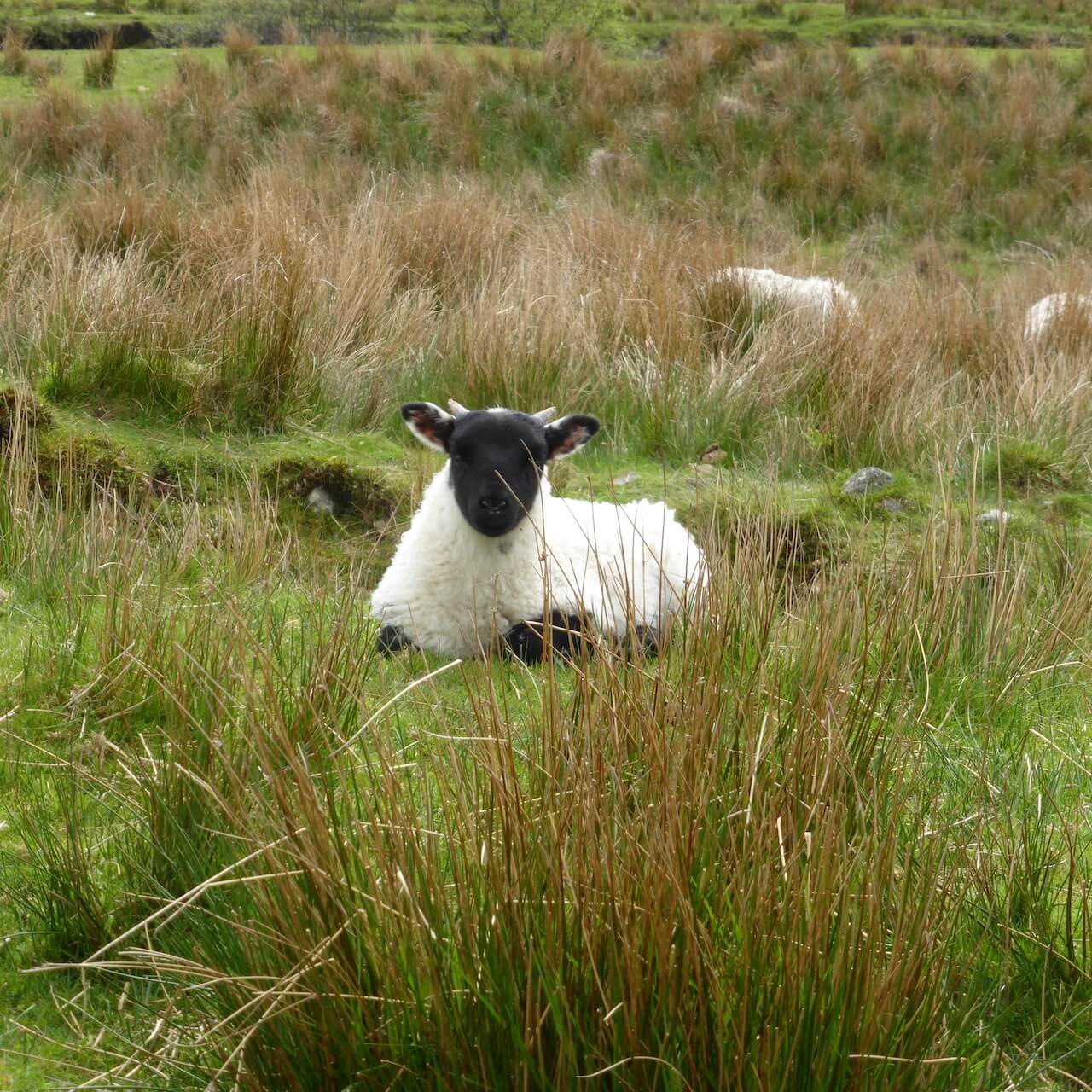 A lamb lies in a green field on the Sleat Peninsula, Skye
