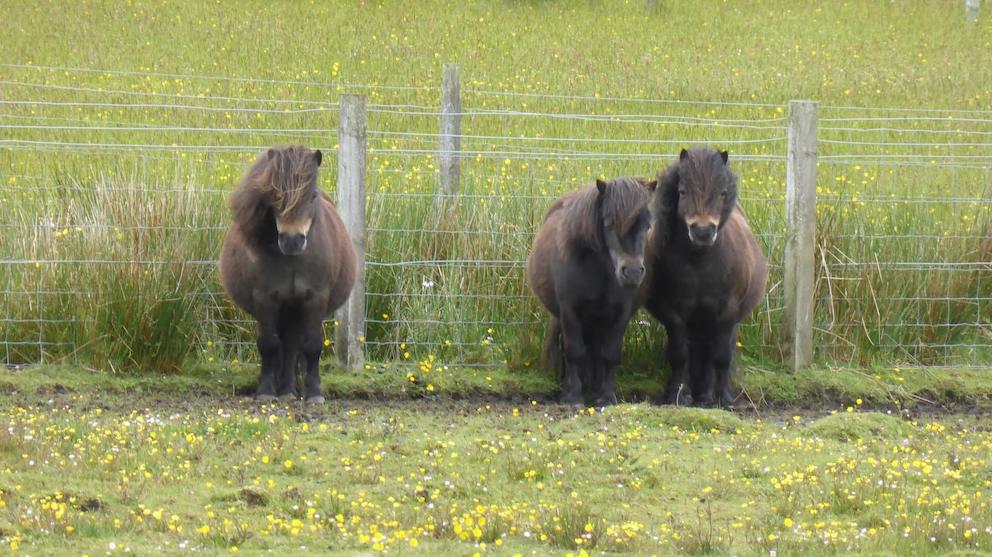 Three black ponies standing together on the Isle of Arran