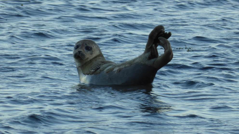 A seal relaxes on a rock in Kildonan, Isle of Arran